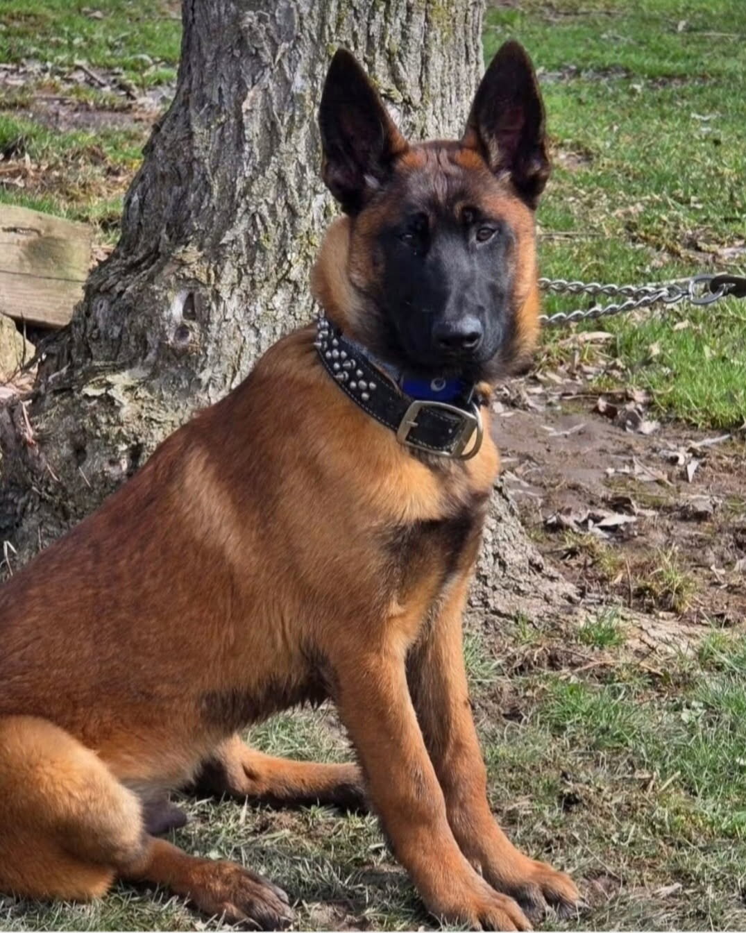 Belgian Malinois image 1