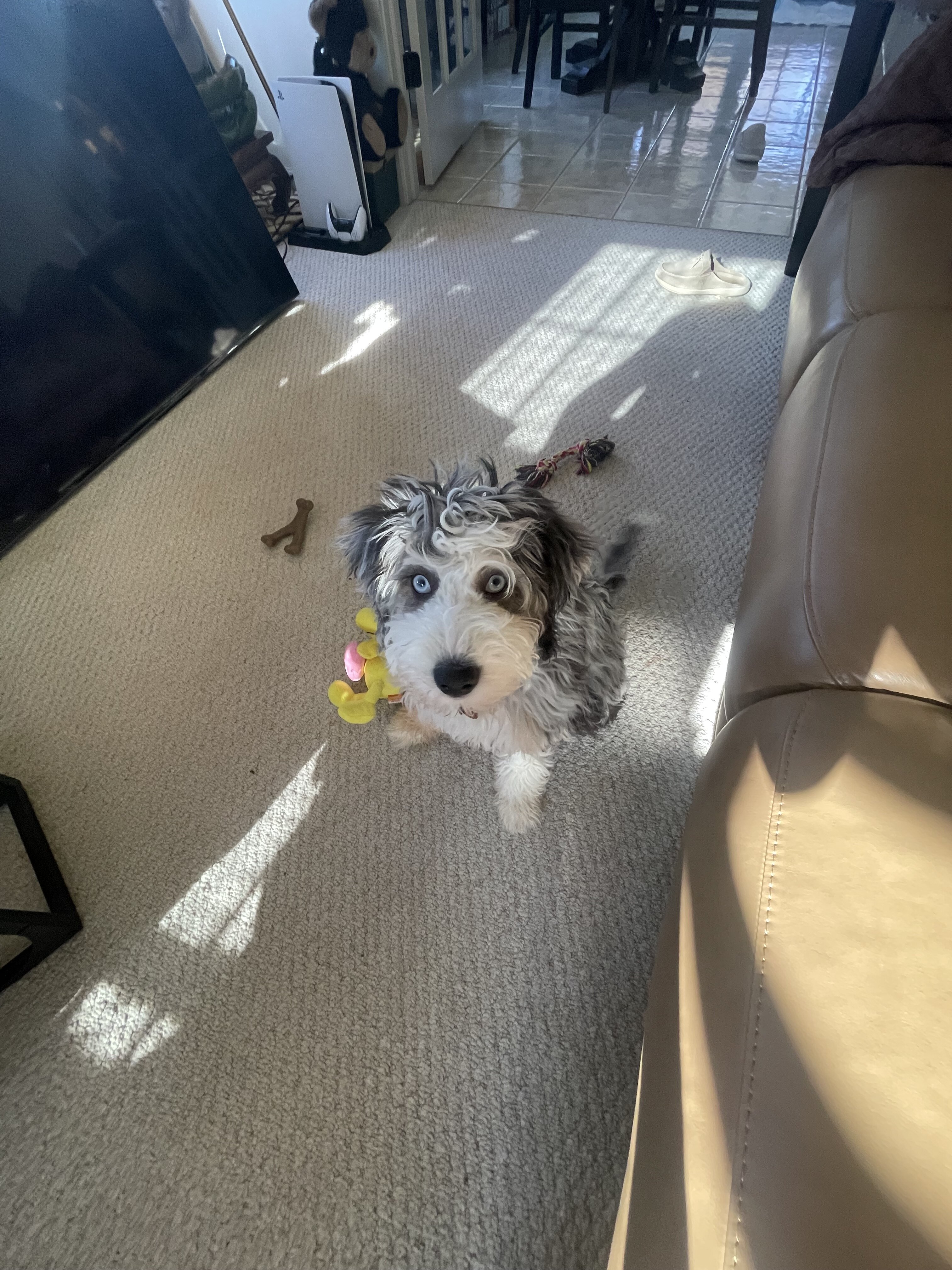 Female  Bernedoodle image 1