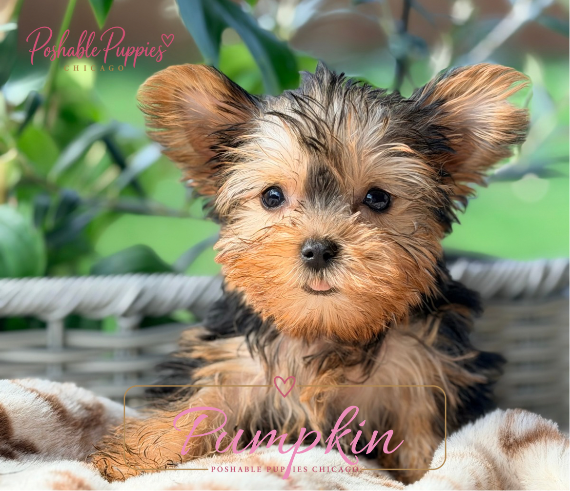Yorkie puppies image 1