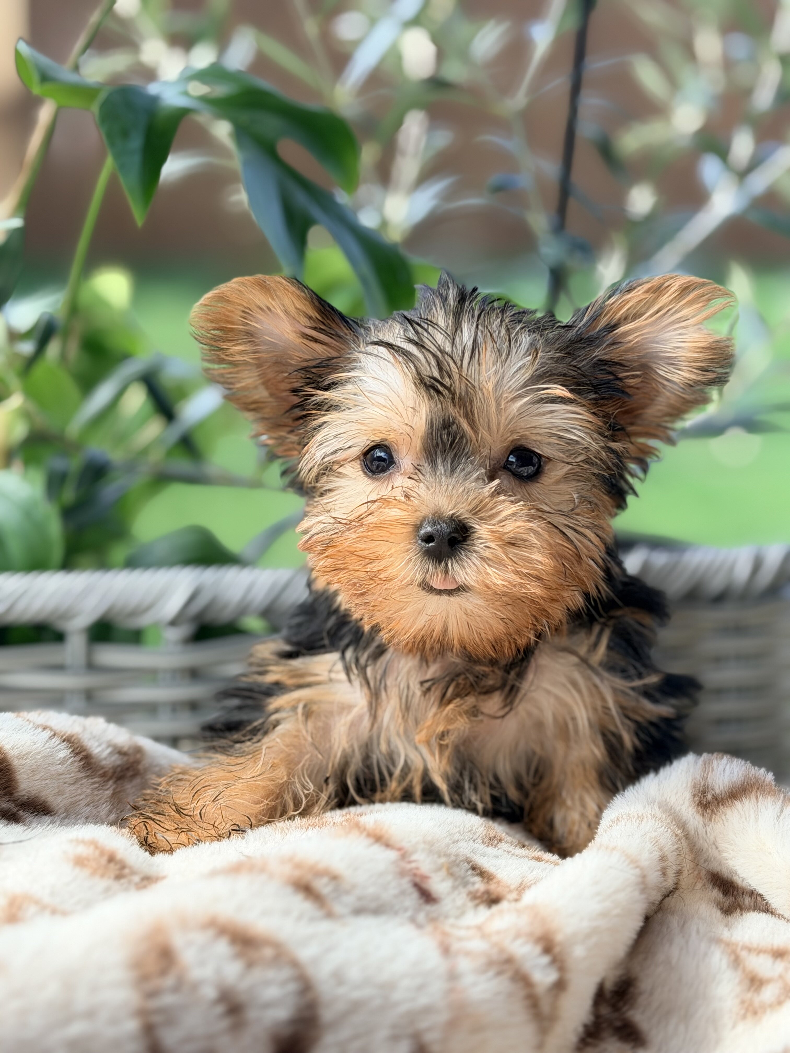 Yorkie puppies image 7