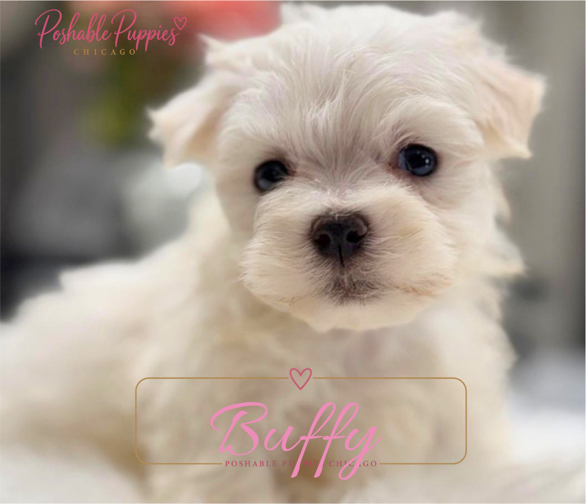 Maltese puppies image 1