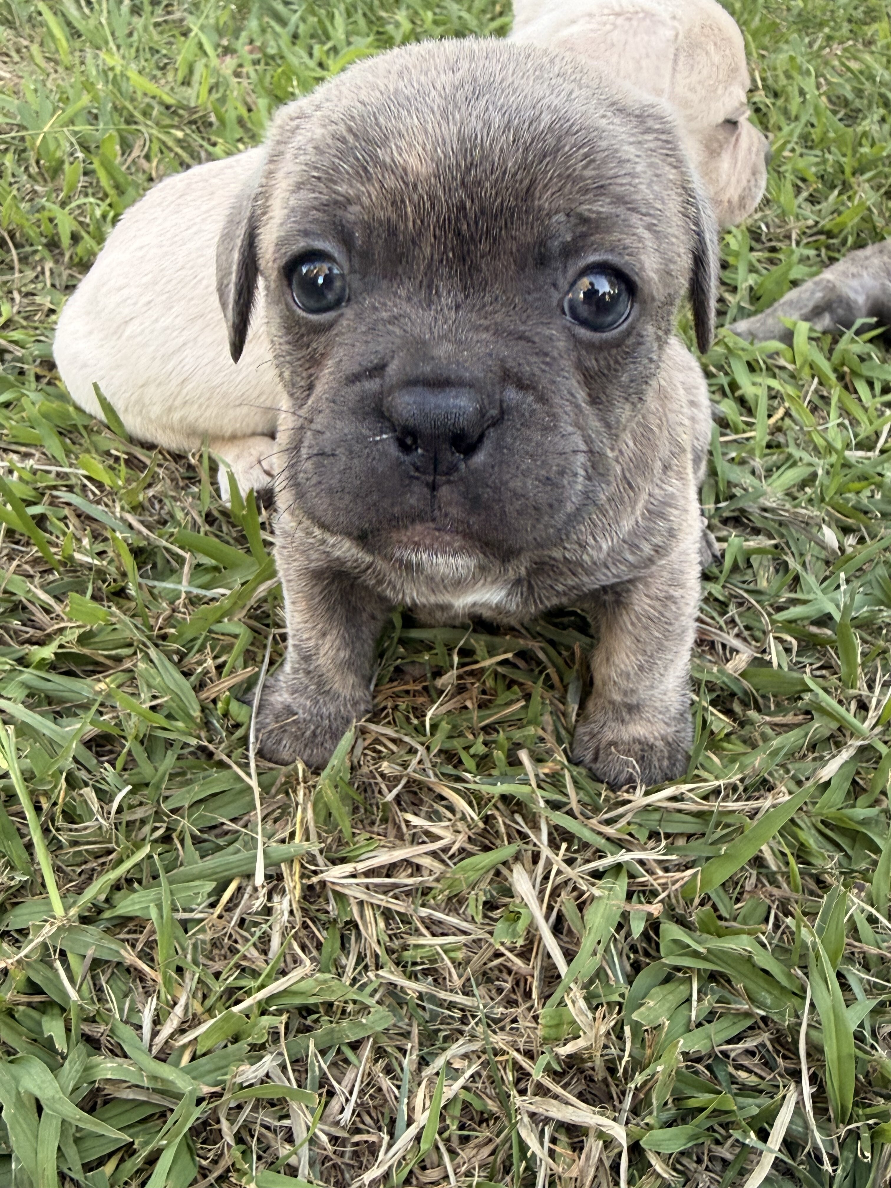 French bulldog / chihuahua image 1