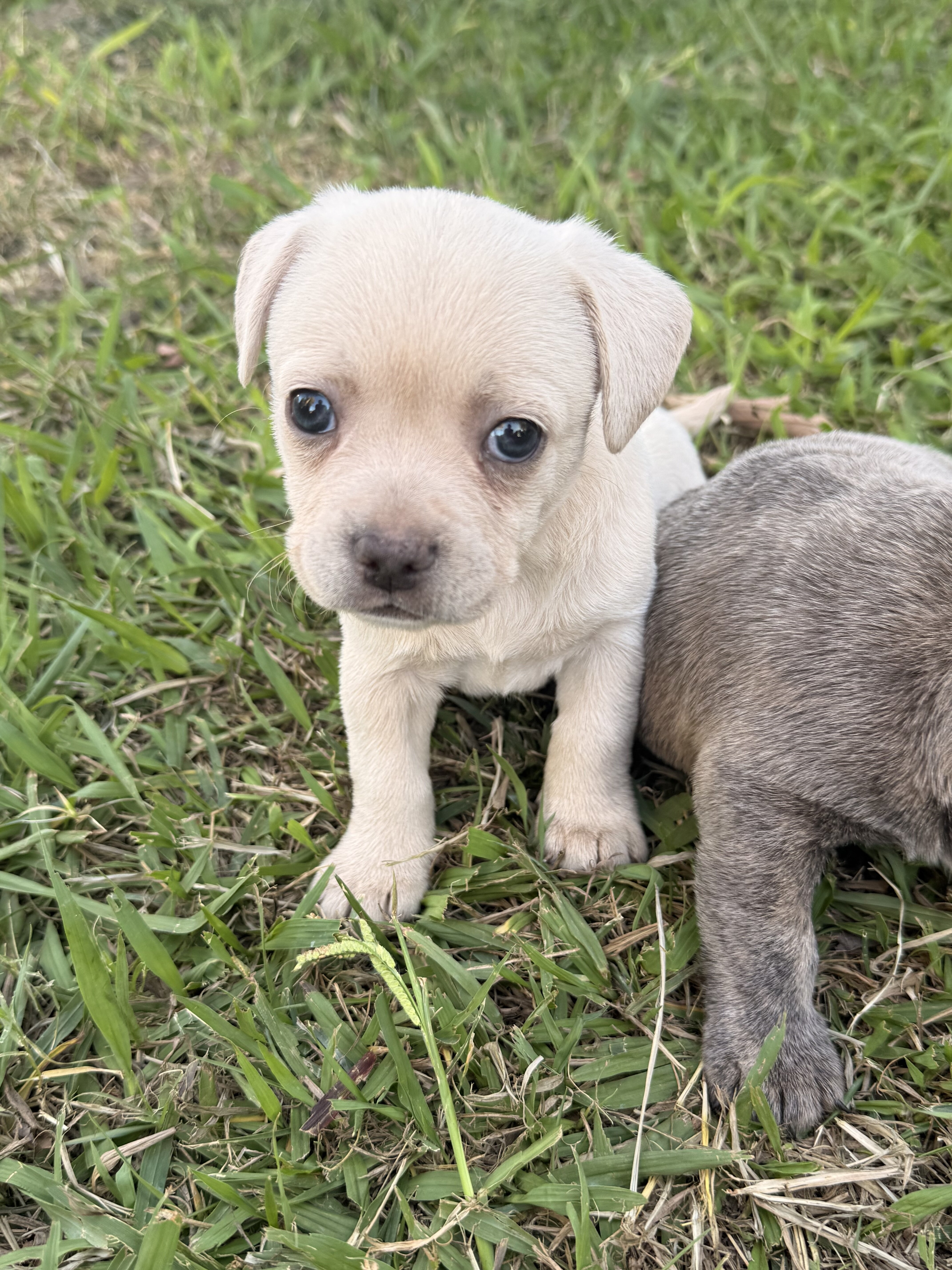 French bulldog / chihuahua image 2