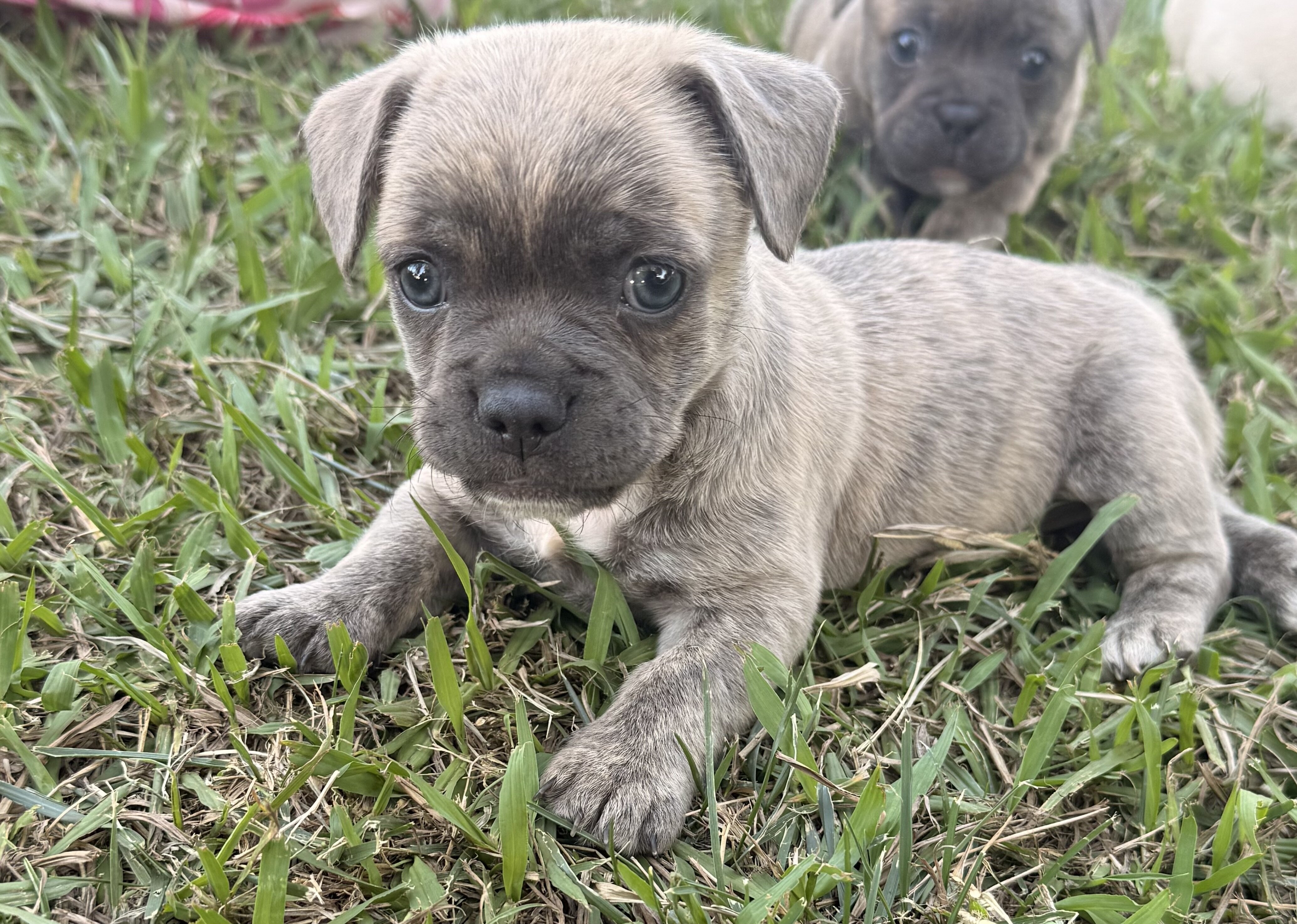 French bulldog / chihuahua image 3