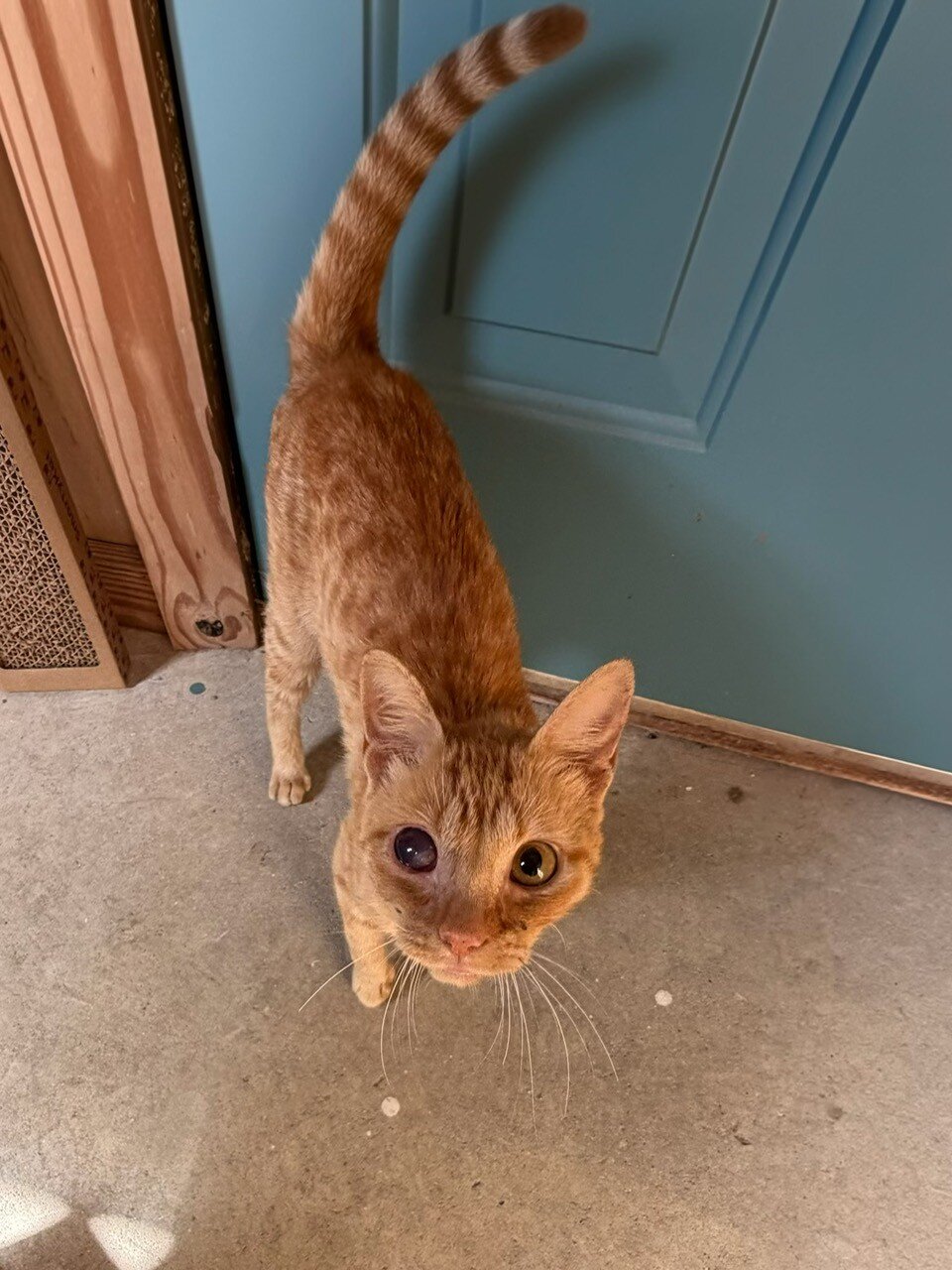 Cat for Adoption - Sweet orange boy under 1yr image 4