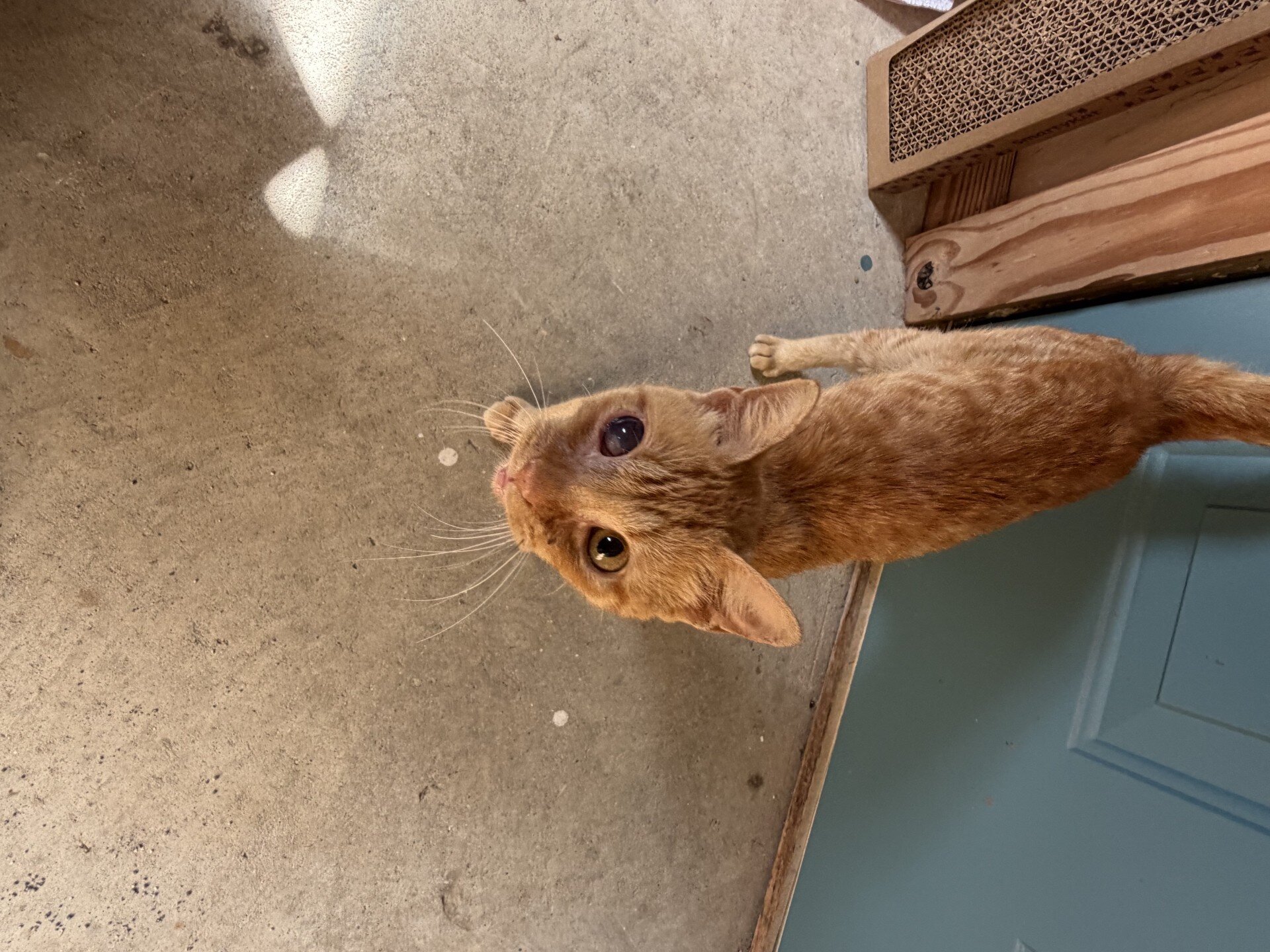 Cat for Adoption - Sweet orange boy under 1yr image 3