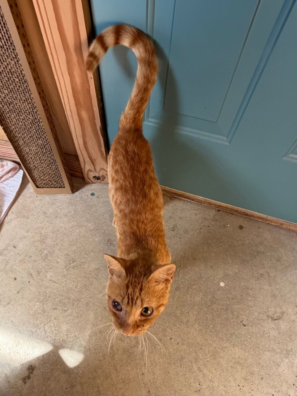 Cat for Adoption - Sweet orange boy under 1yr image 2