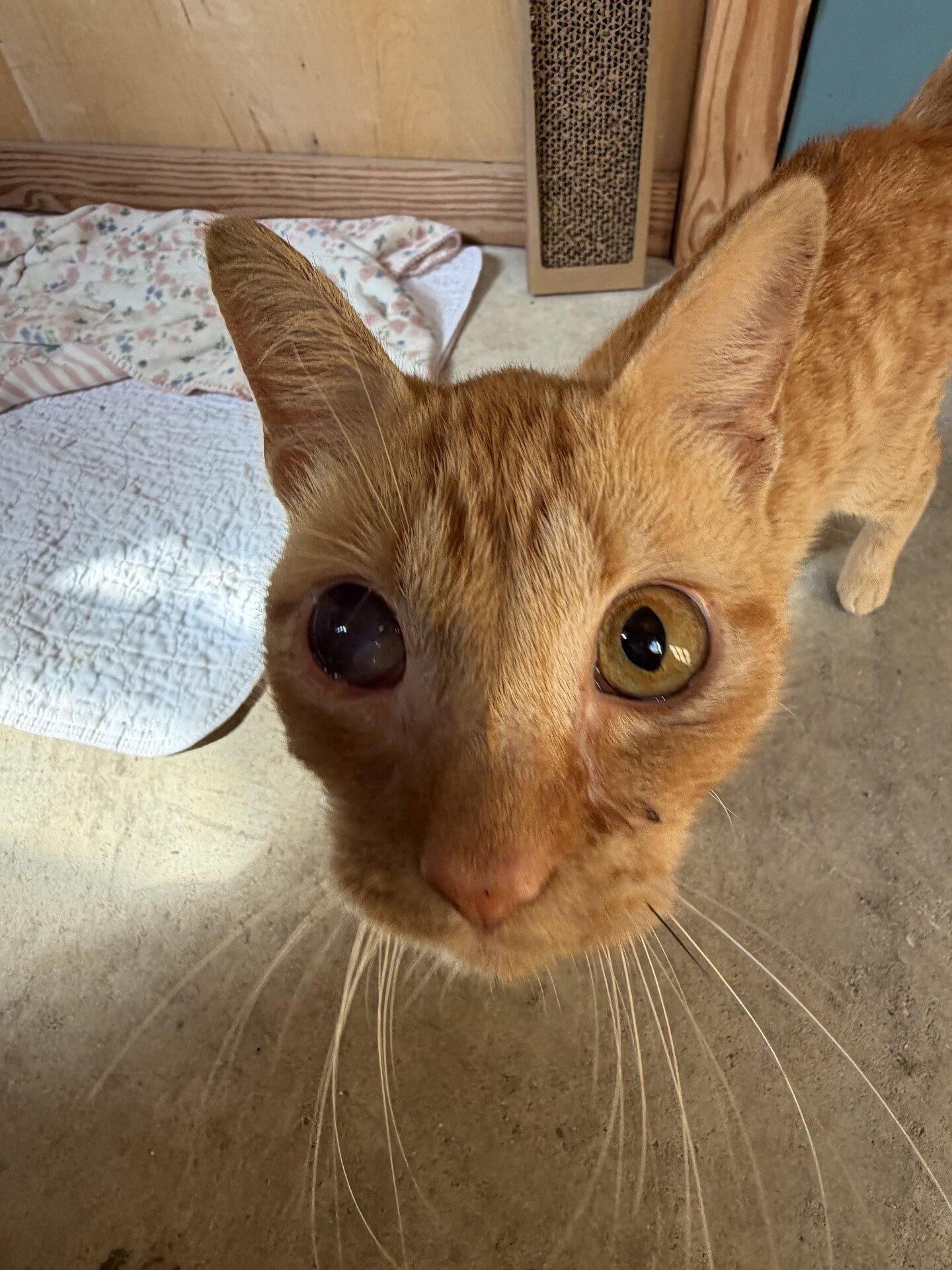 Cat for Adoption - Sweet orange boy under 1yr image 1