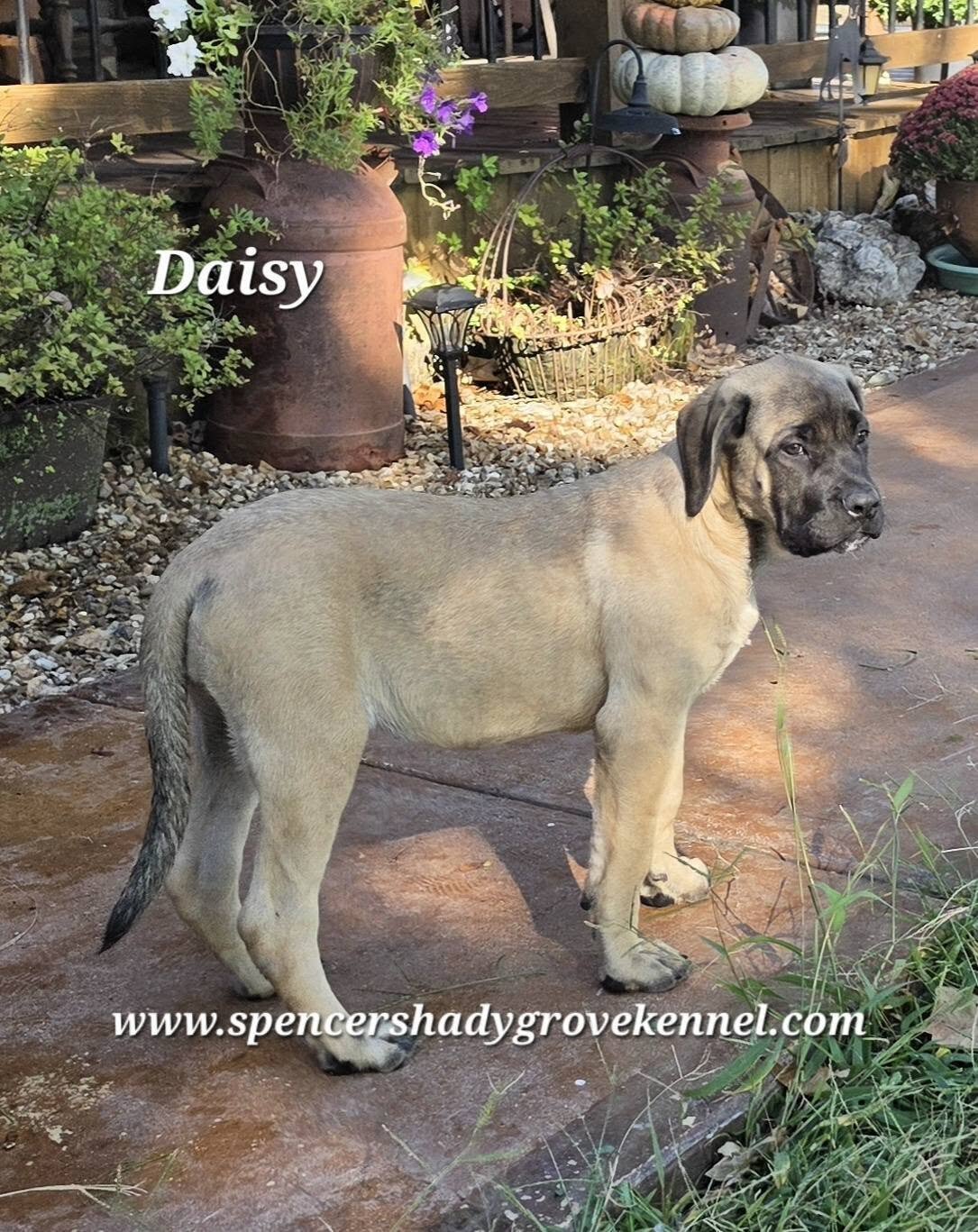 Female, AKC registered English Mastiff puppy image 1