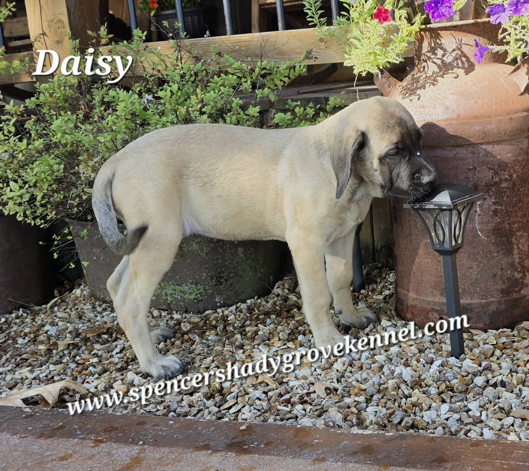 Female, AKC registered English Mastiff puppy image 2