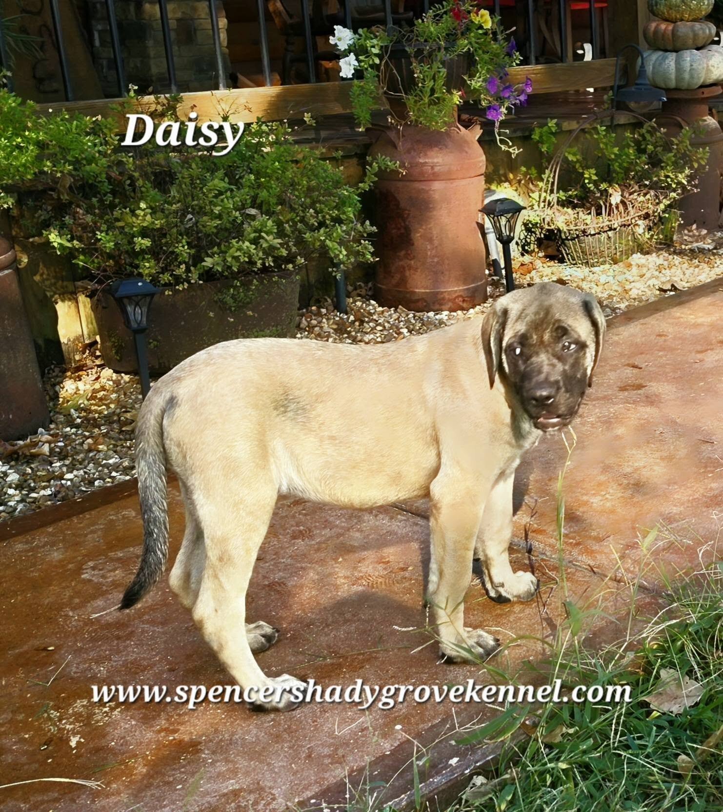 Female, AKC registered English Mastiff puppy image 3