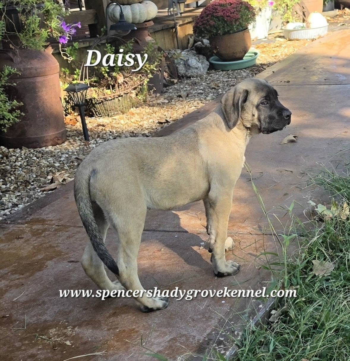 Female, AKC registered English Mastiff puppy image 4