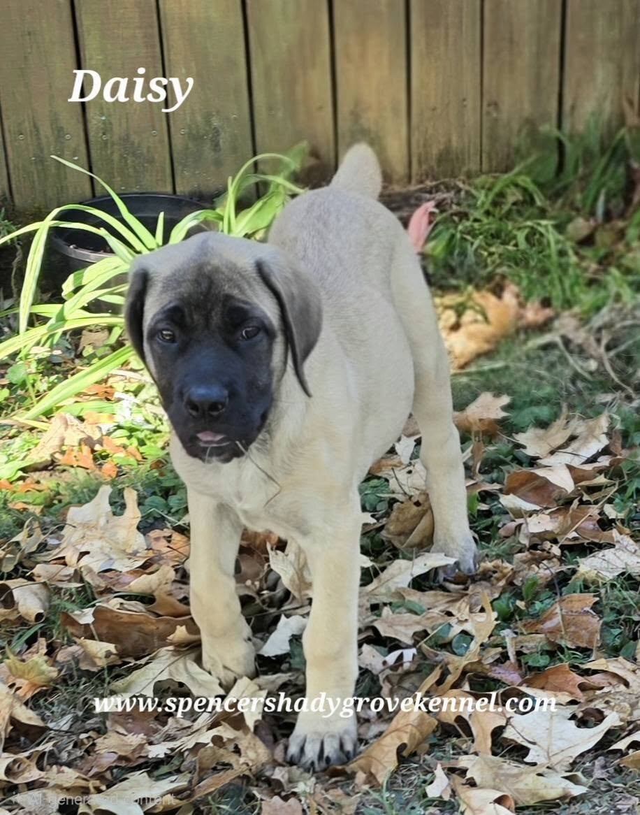 Female, AKC registered English Mastiff puppy image 5