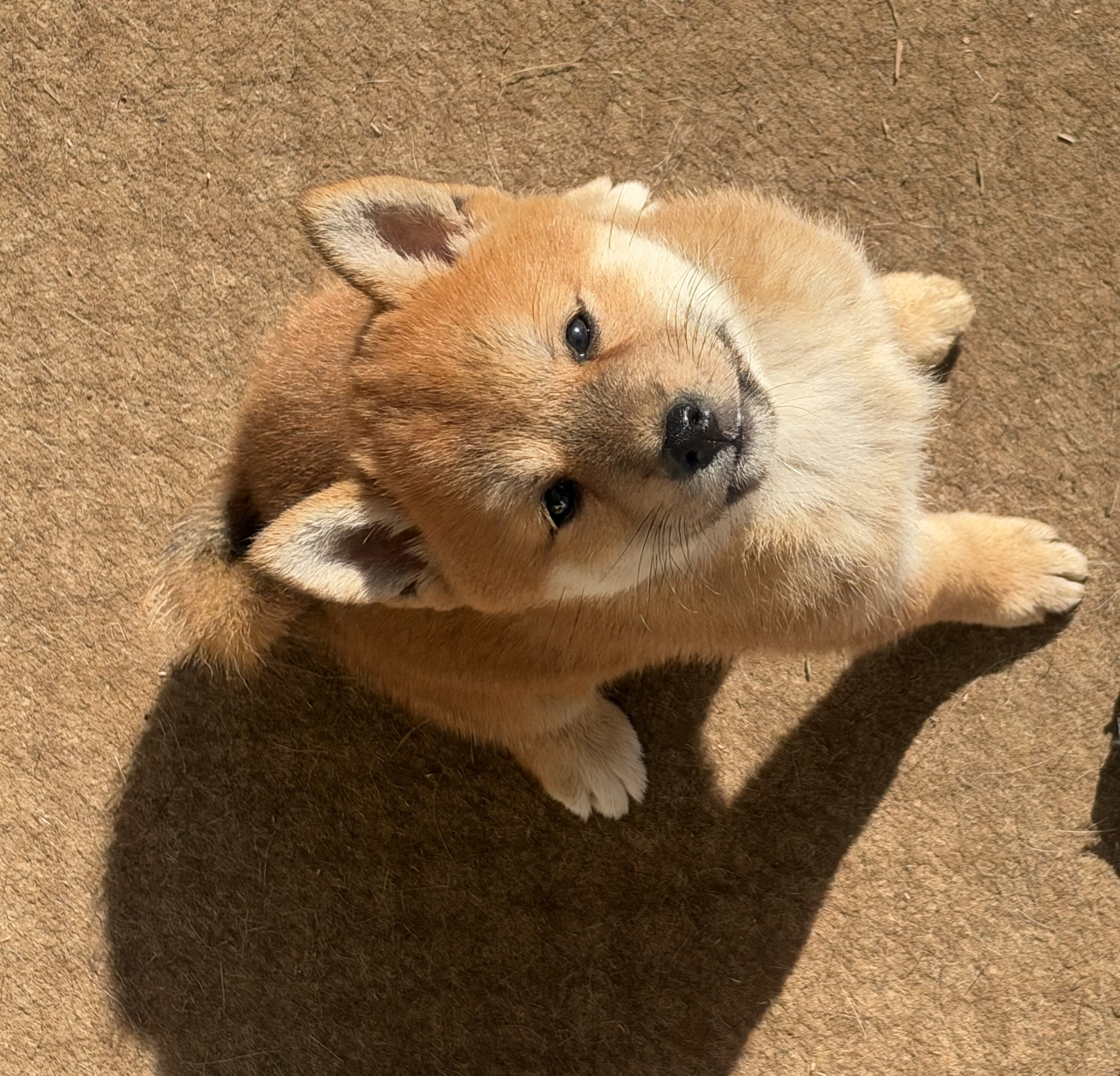 Shiba Inu image 1