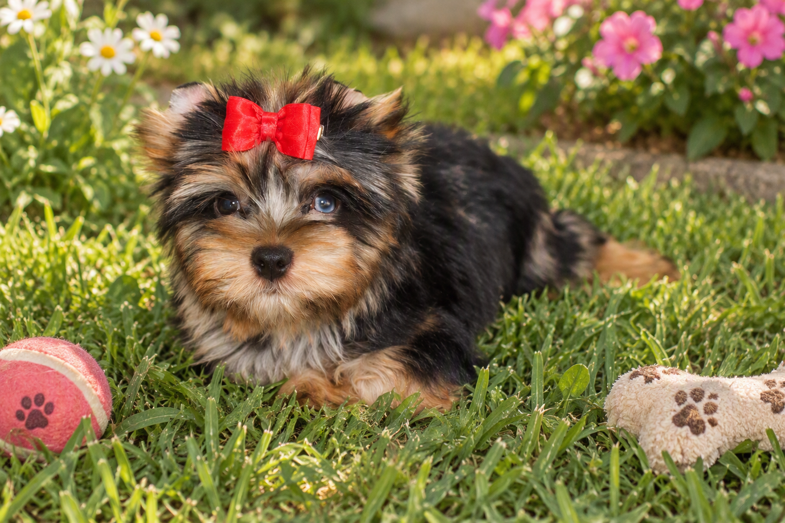 Blueberry Merle Male Yorkie image 5