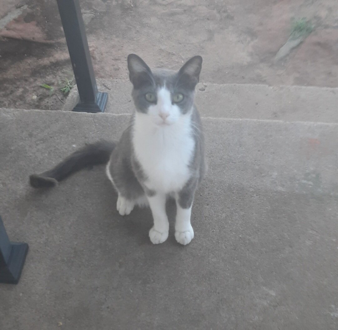 Sweet Cat Needs Good Country Home image 4