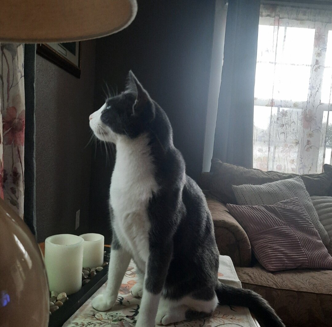 Sweet Cat Needs Good Country Home image 1