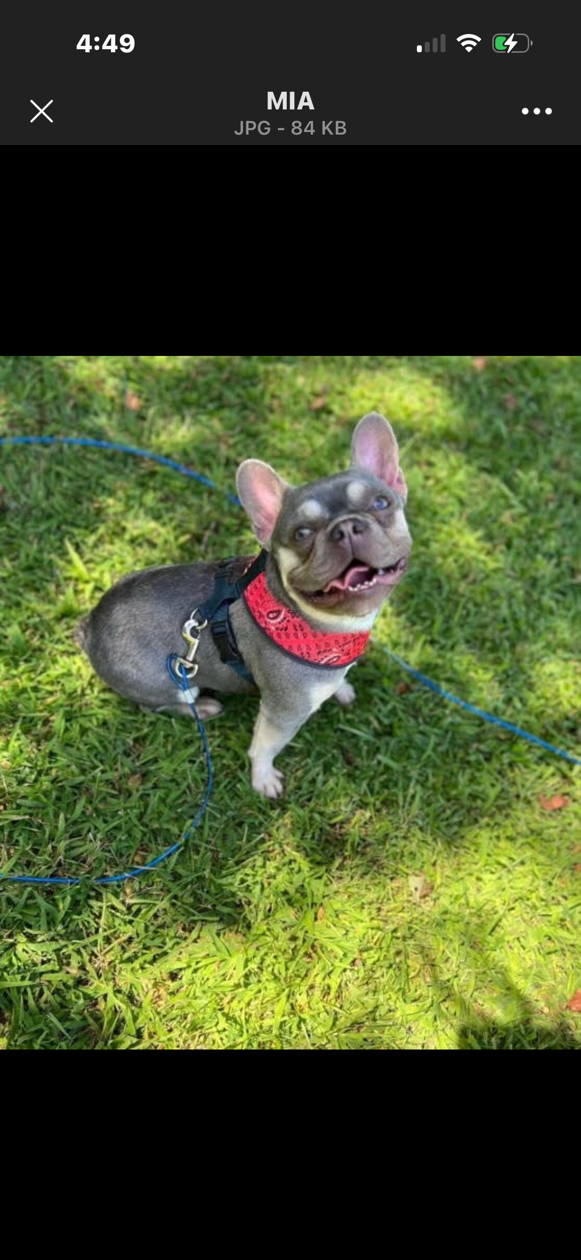 Cute French Bulldog Female image 1