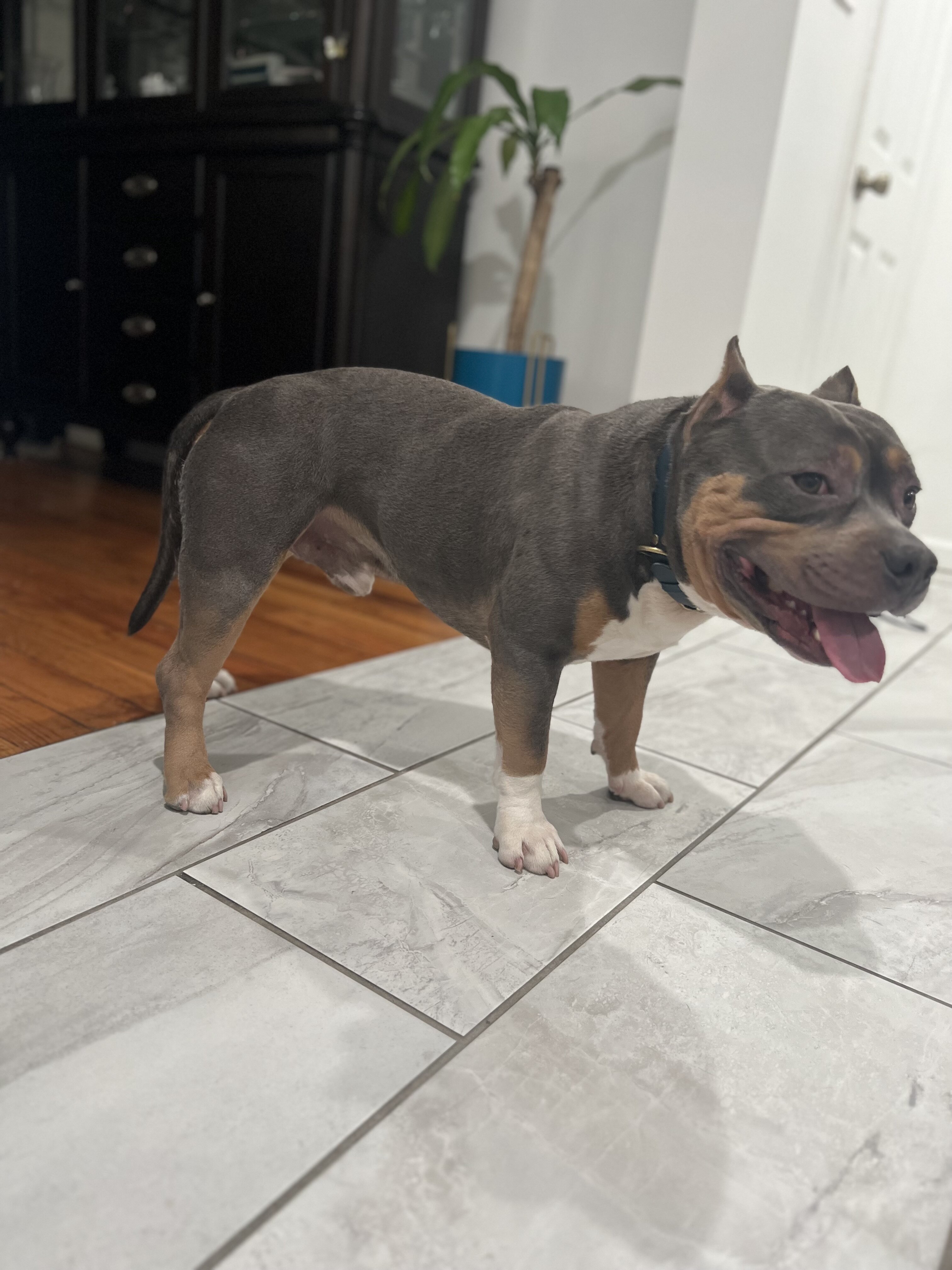 American bully image 2