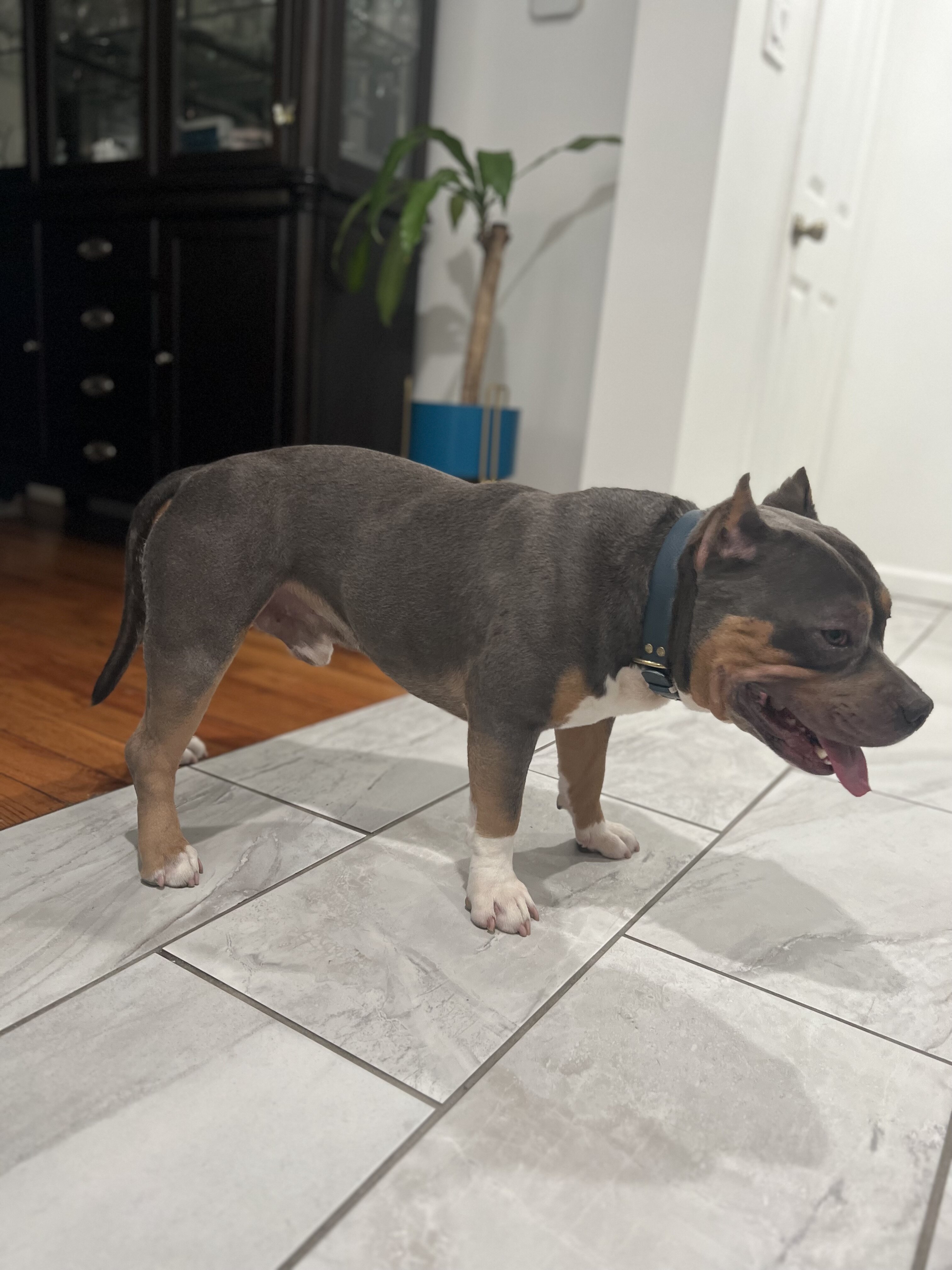 American bully image 1