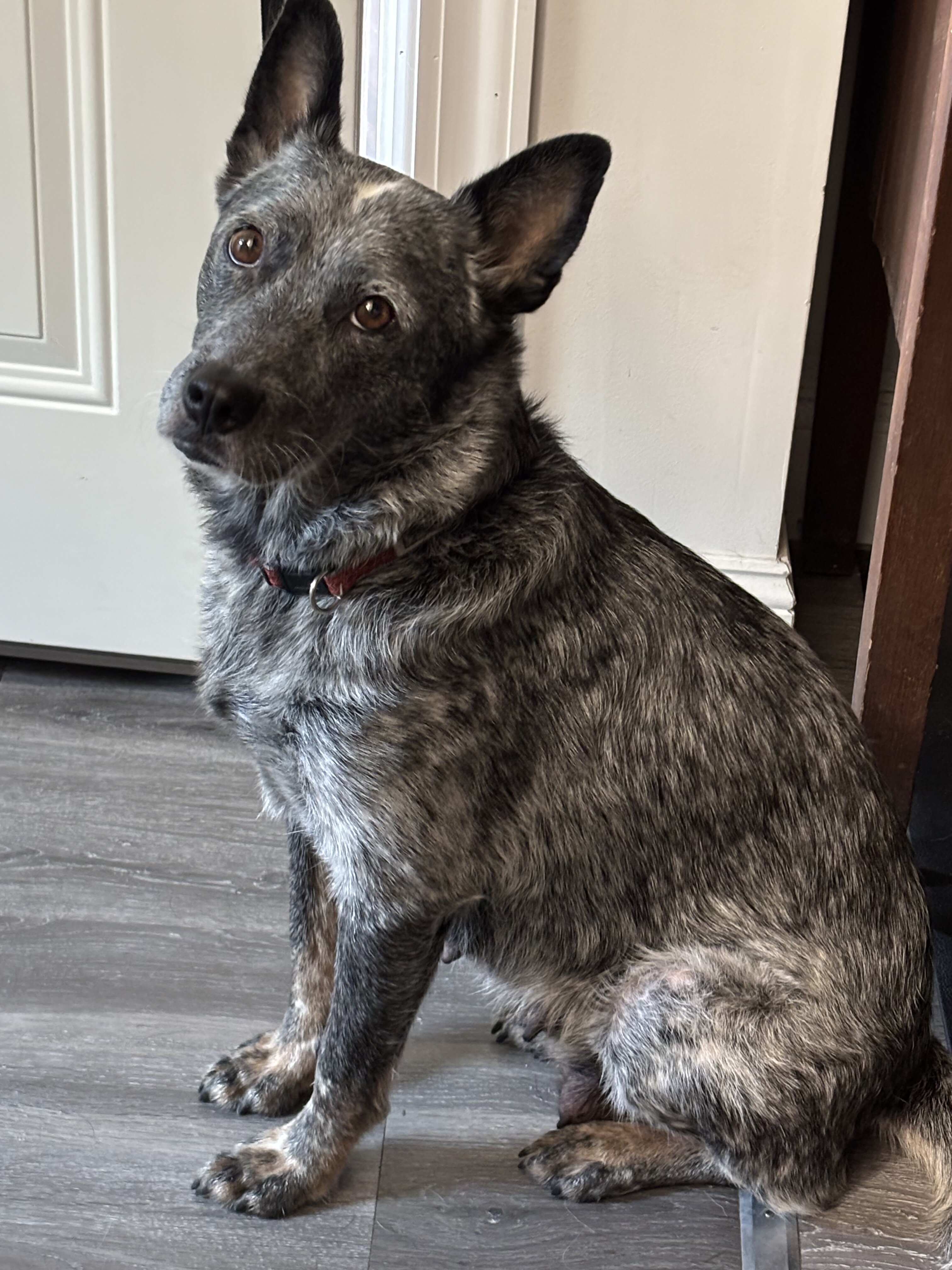 Blue Heeler Female image 1
