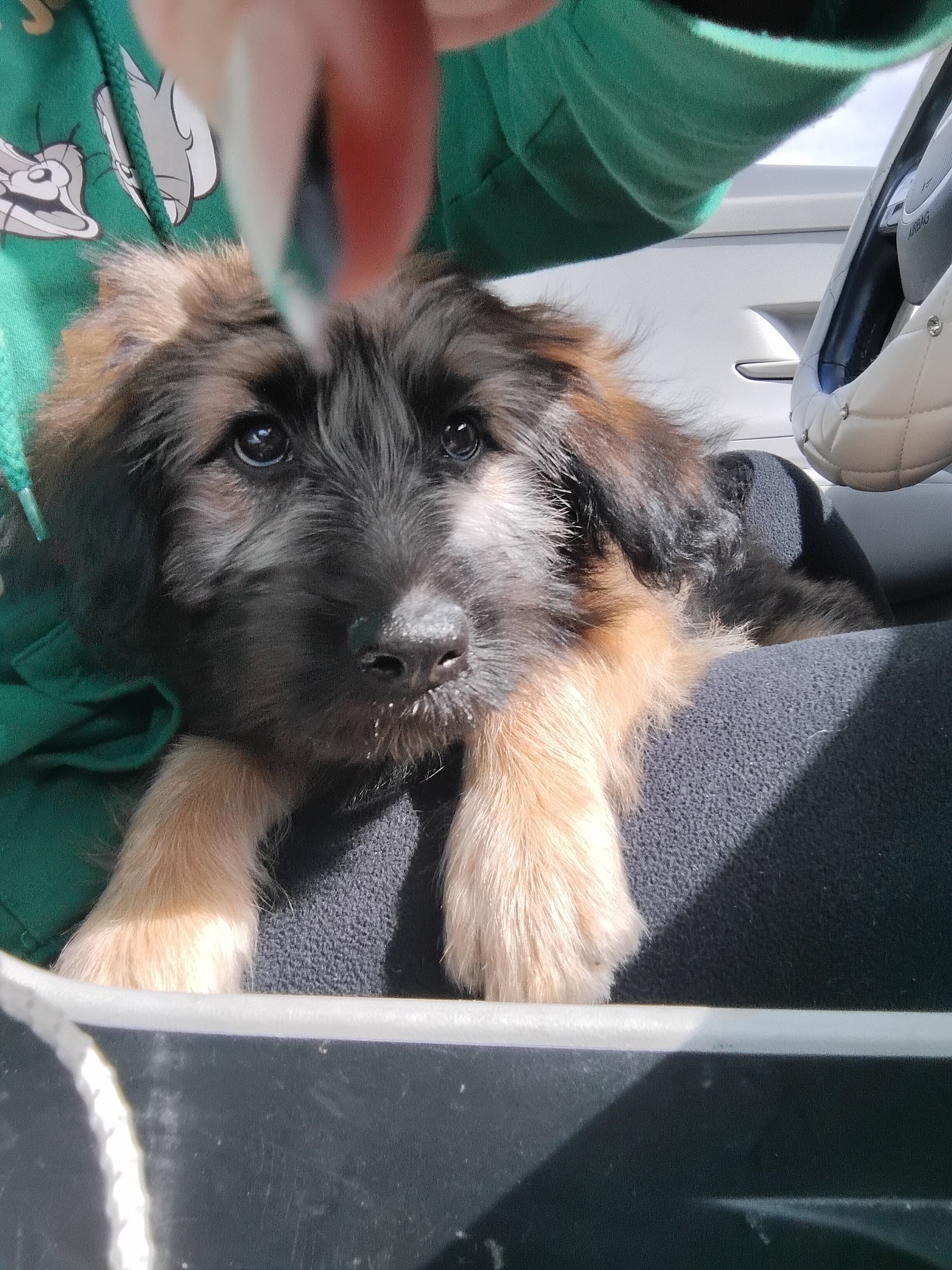Wheaten terrier puppy image 3