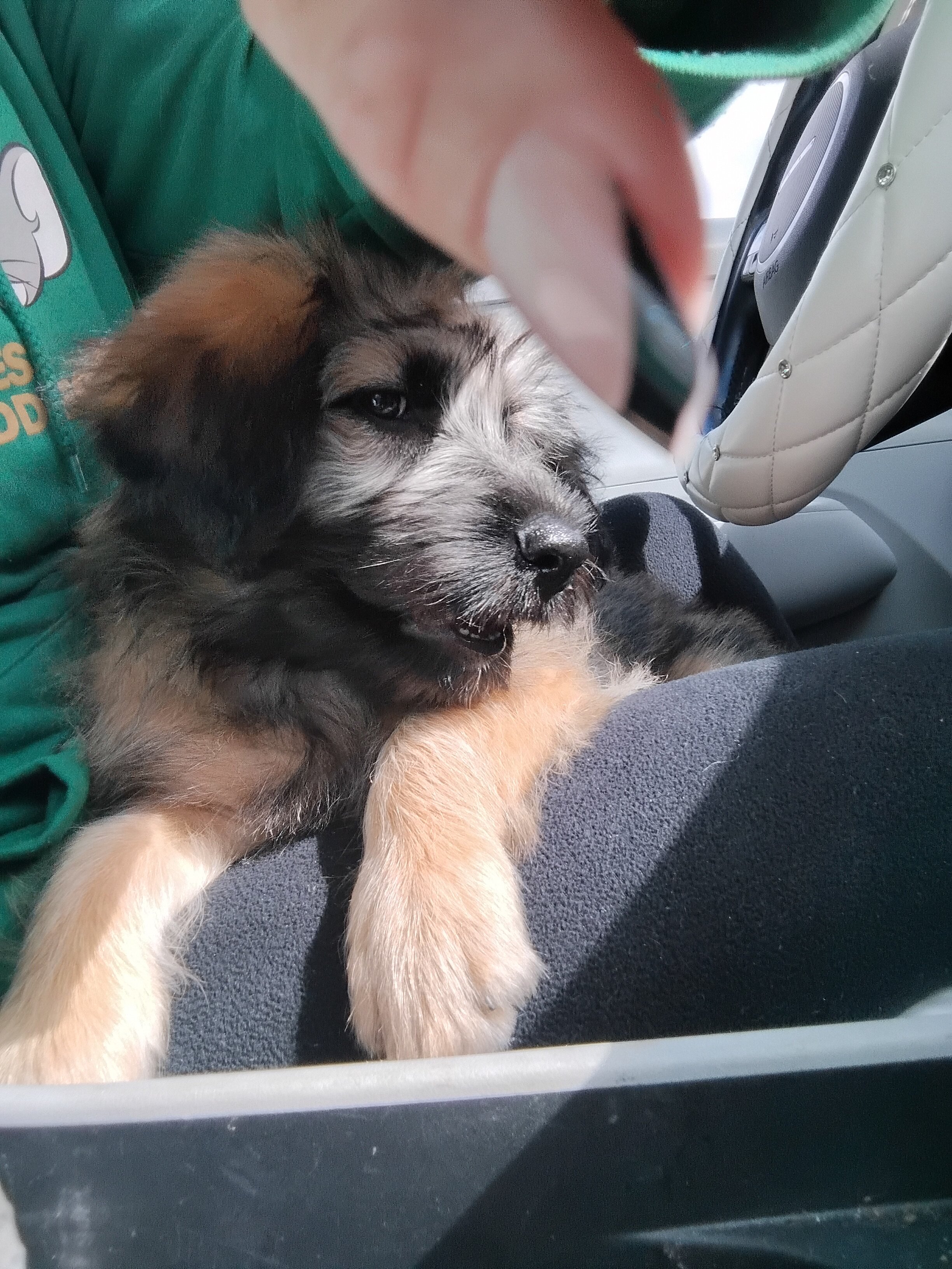 Wheaten terrier puppy image 2