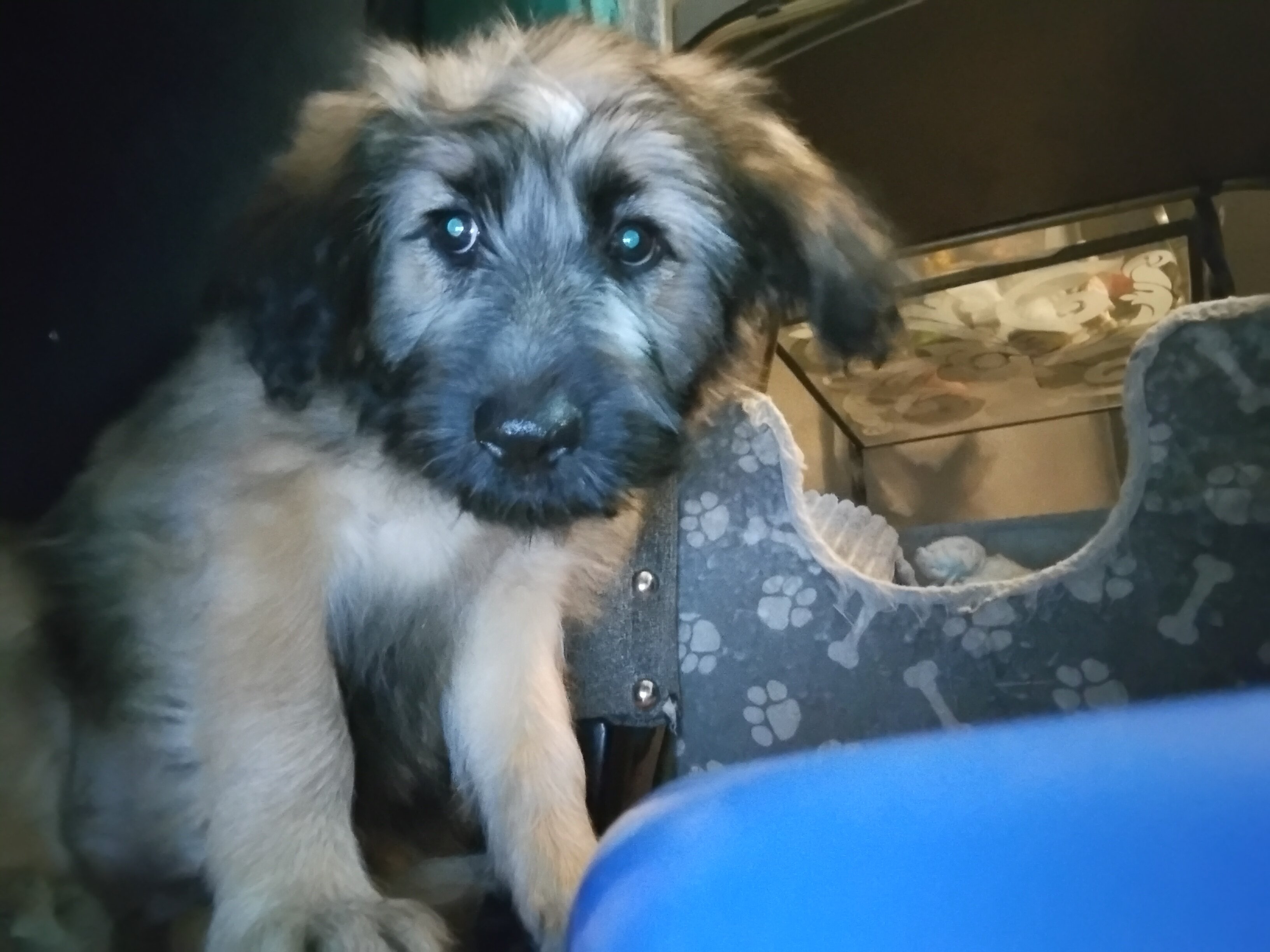 Wheaten terrier puppy image 1