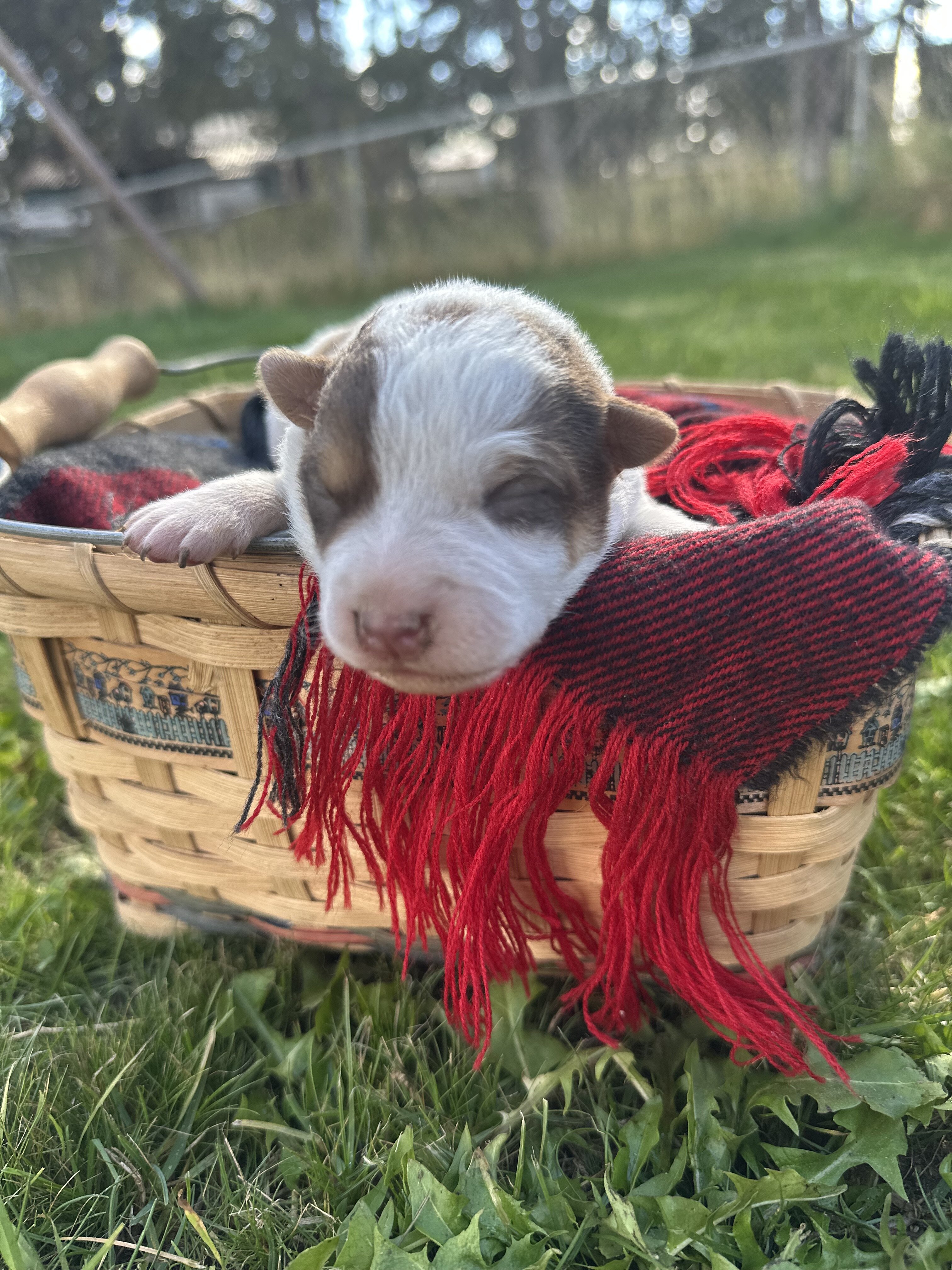 Blue Heeler puppies image 1