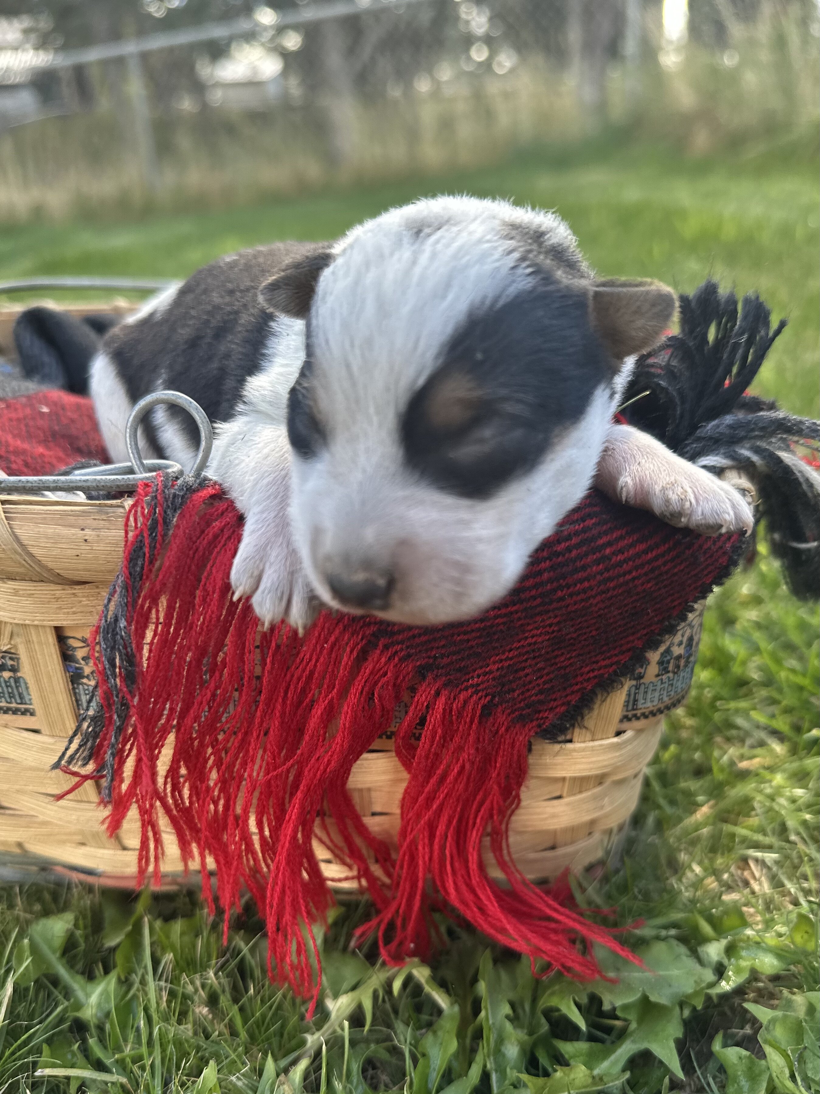 Blue Heeler puppies image 2