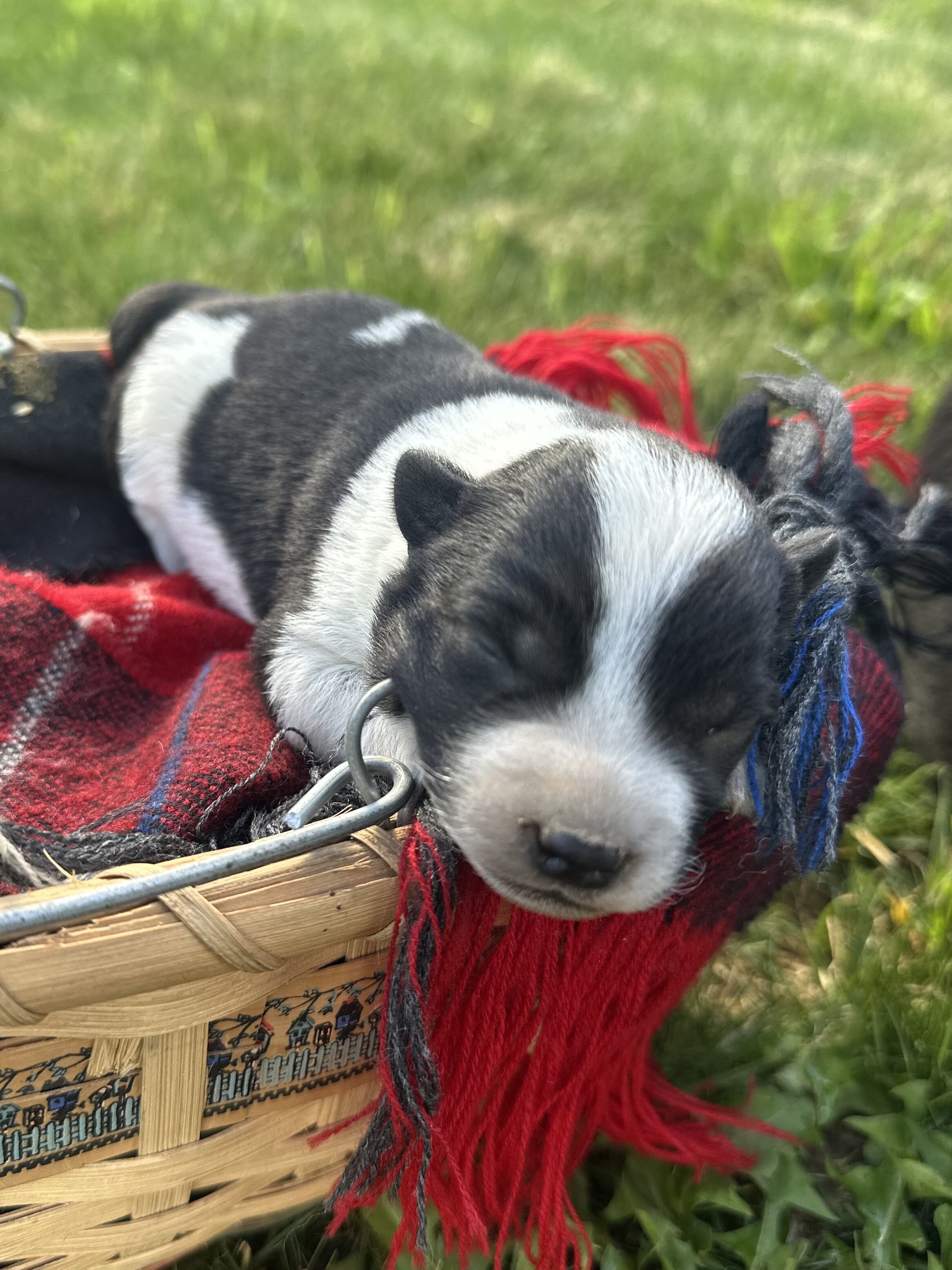 Blue Heeler puppies image 3