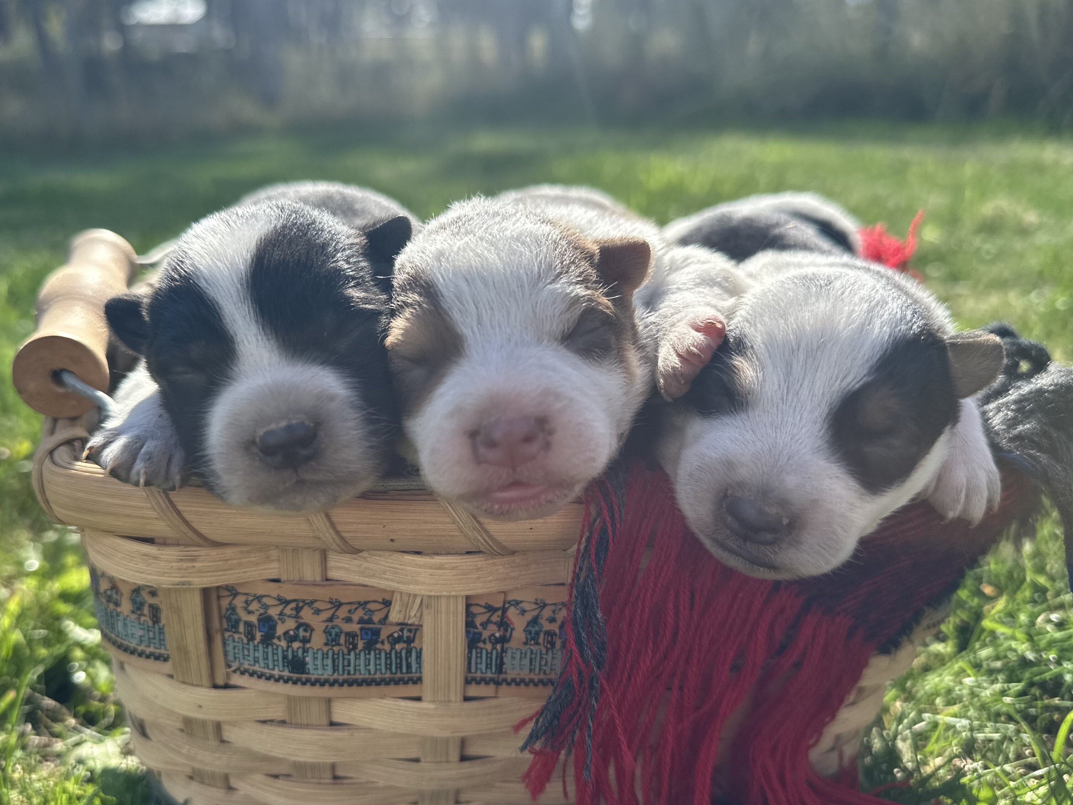 Blue Heeler puppies image 4
