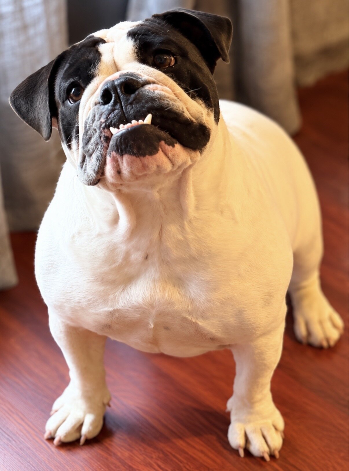 AKC Registered Female English Bulldog image 2