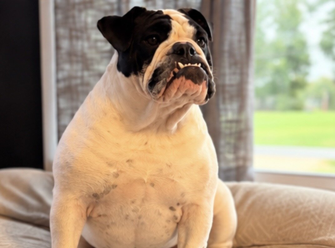 AKC Registered Female English Bulldog image 3