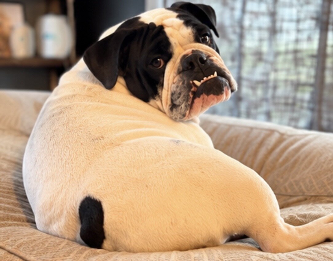 AKC Registered Female English Bulldog image 4
