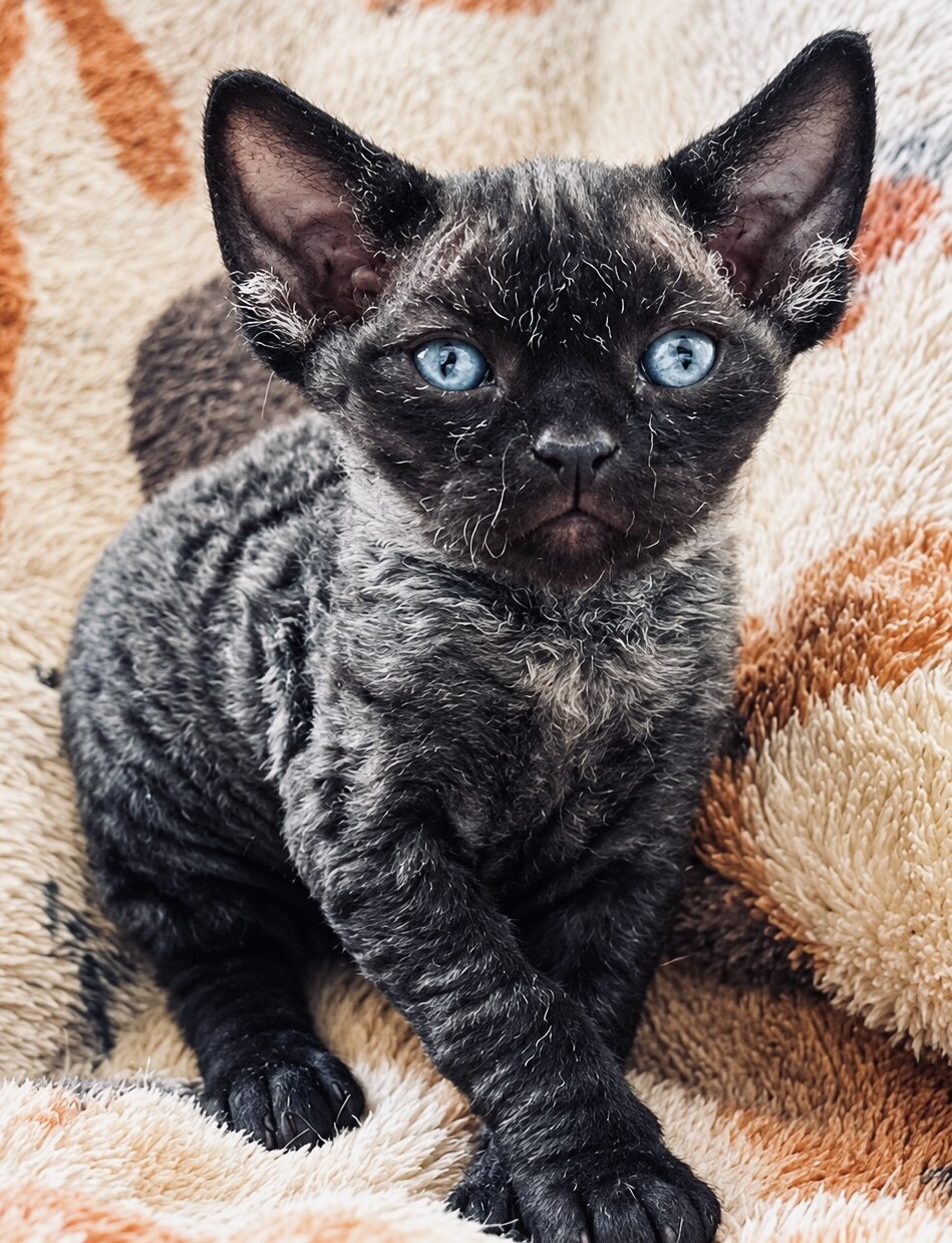 Male Devon Rex image 1