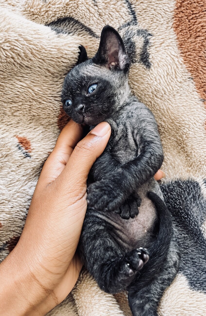 Male Devon Rex image 4