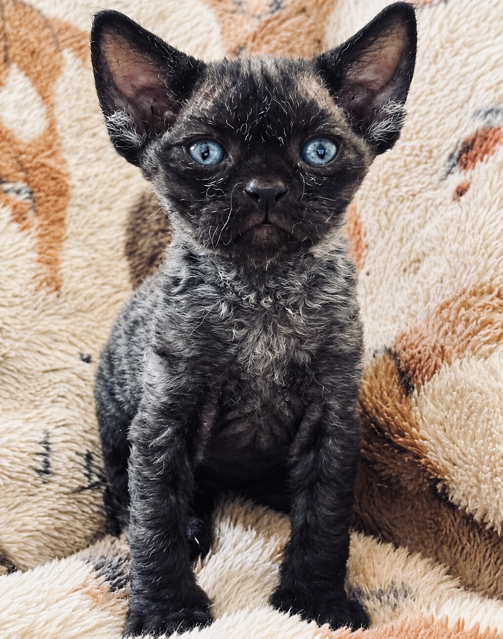 Male Devon Rex image 2