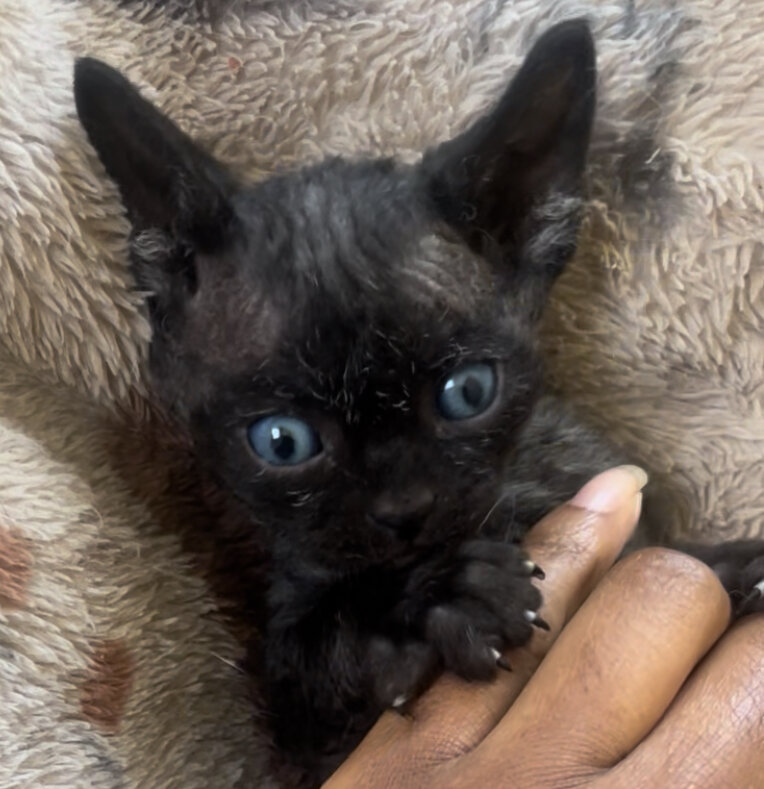 Male Devon Rex image 5
