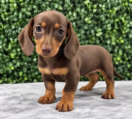 Adorable Miniature Dachshund Puppies for Adoption image 1