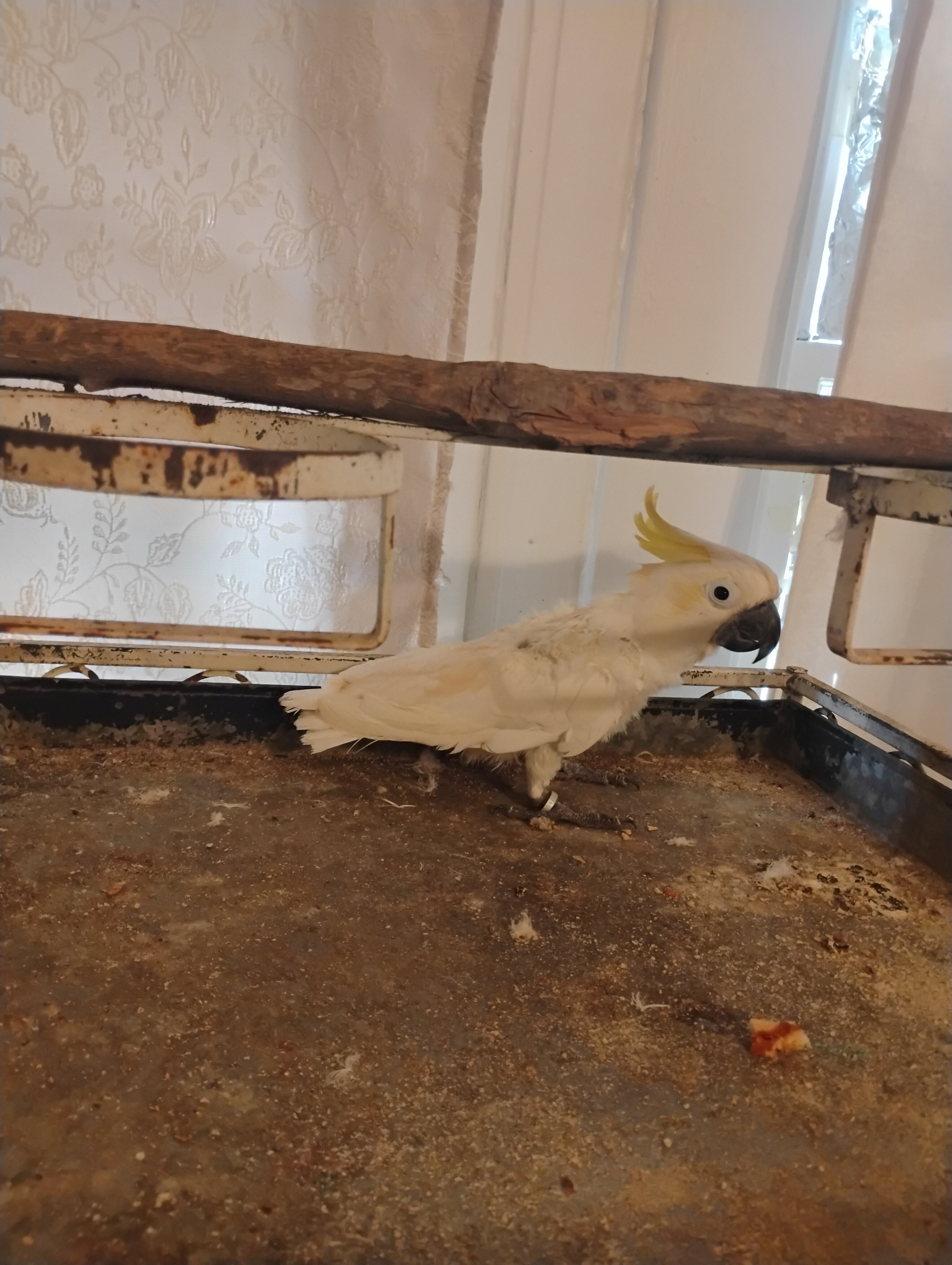 Yellow crested cockatoo image 1