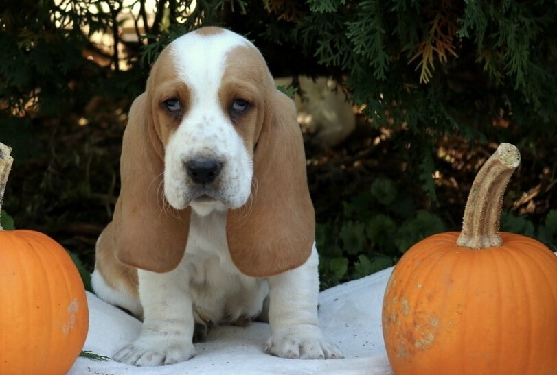 Dog image 1