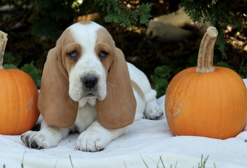 Dog image 4