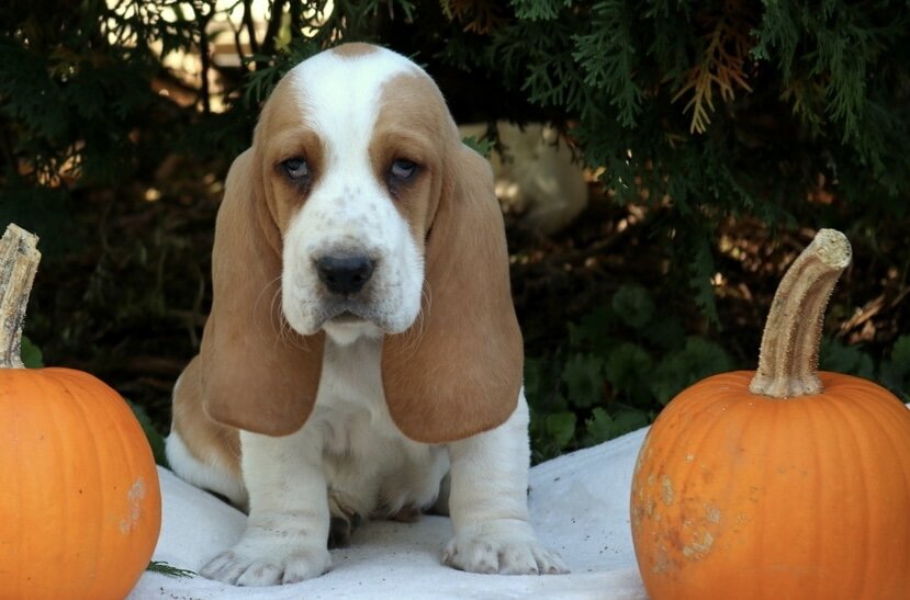 Dog image 2