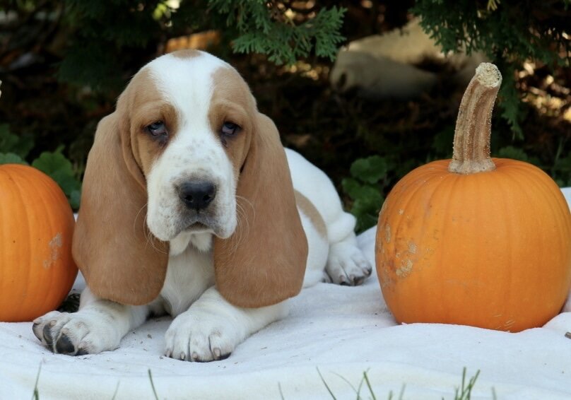 Dog image 3