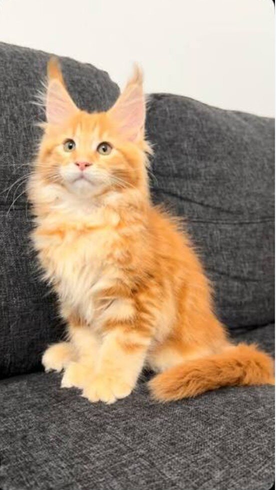 Maine Coon Kittens image 1
