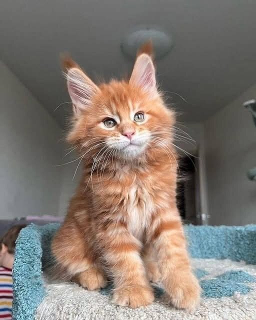 Maine Coon Kittens Available image 1