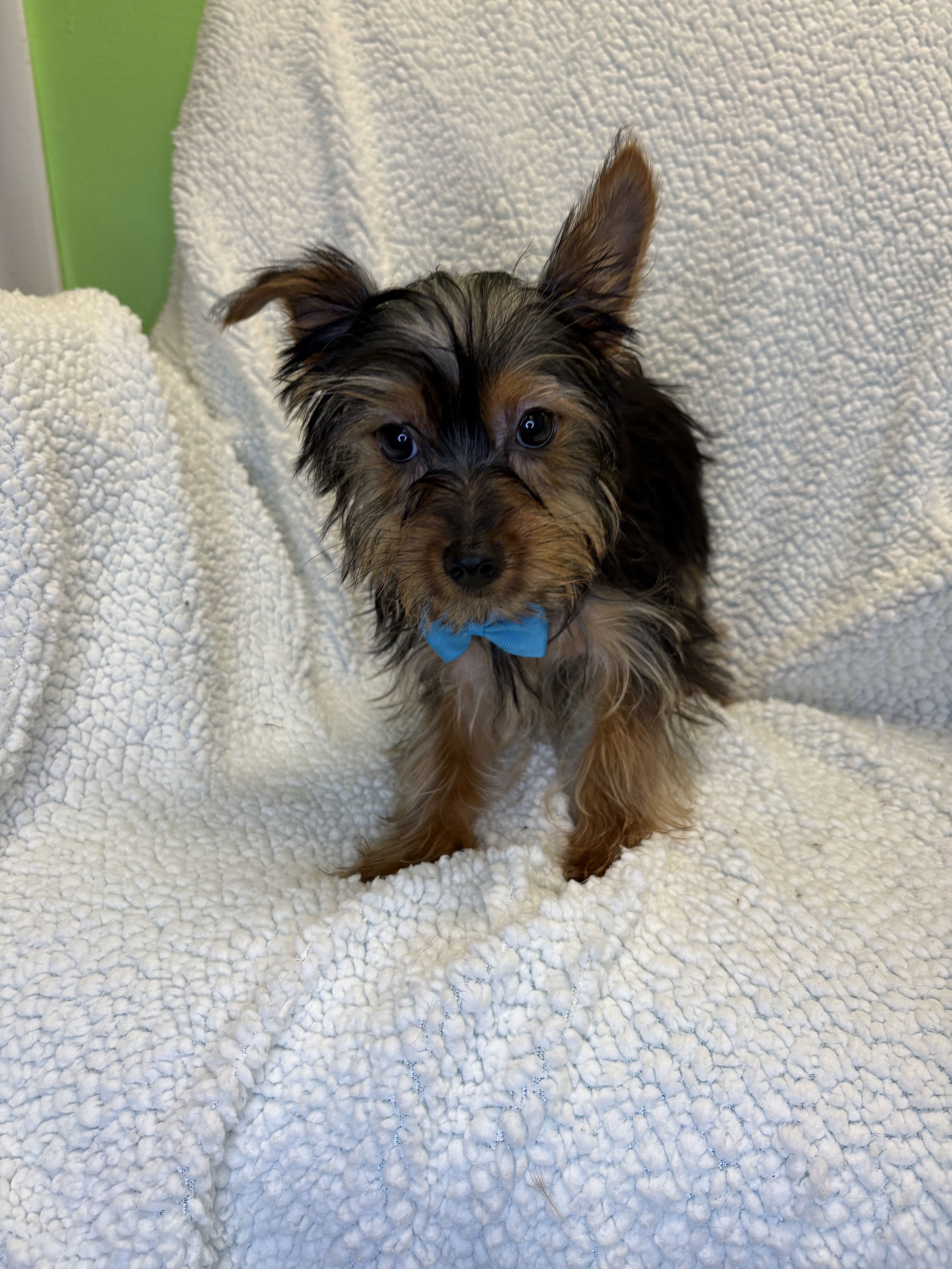 Yorkie image 1