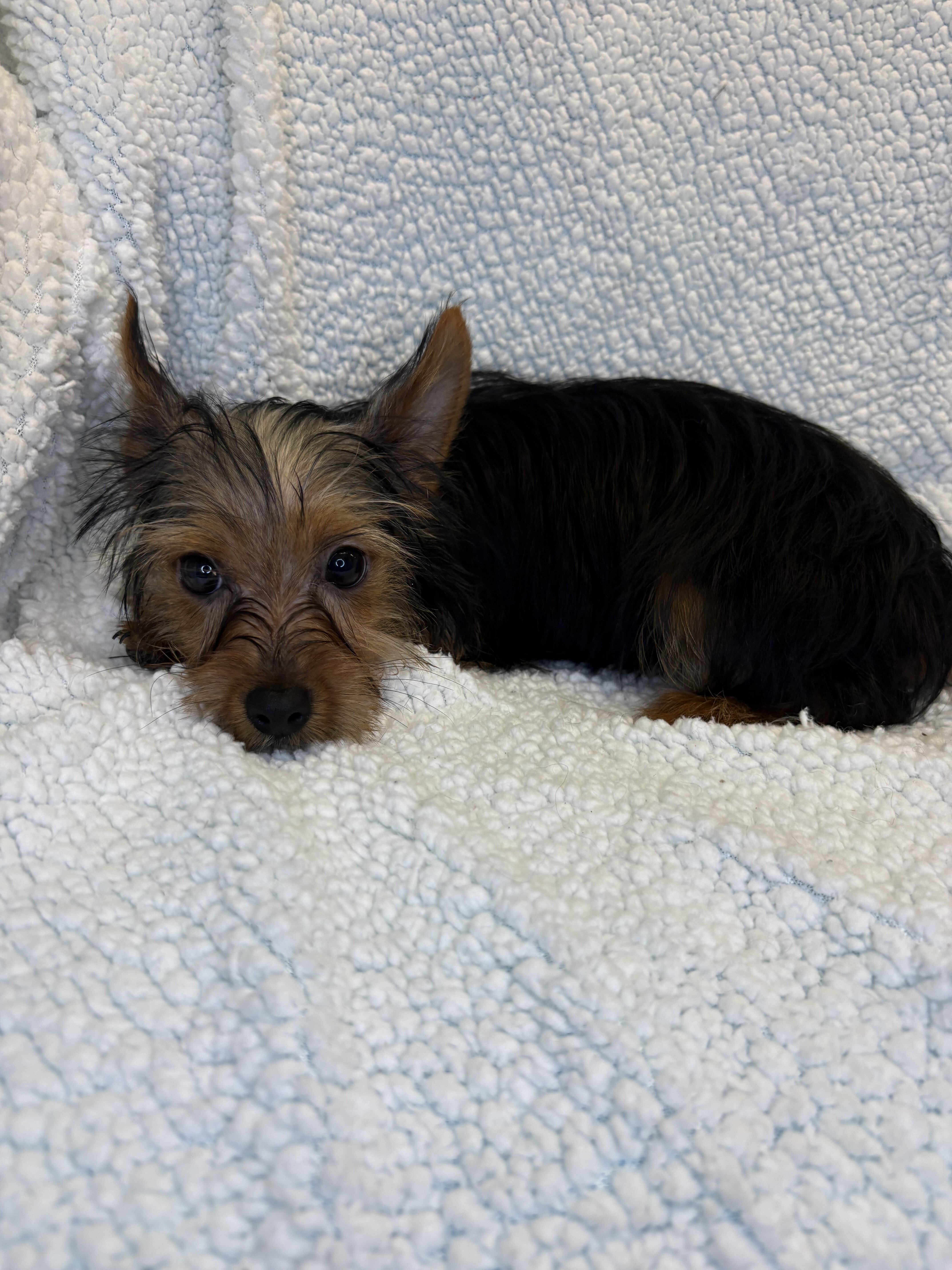 Yorkie image 2