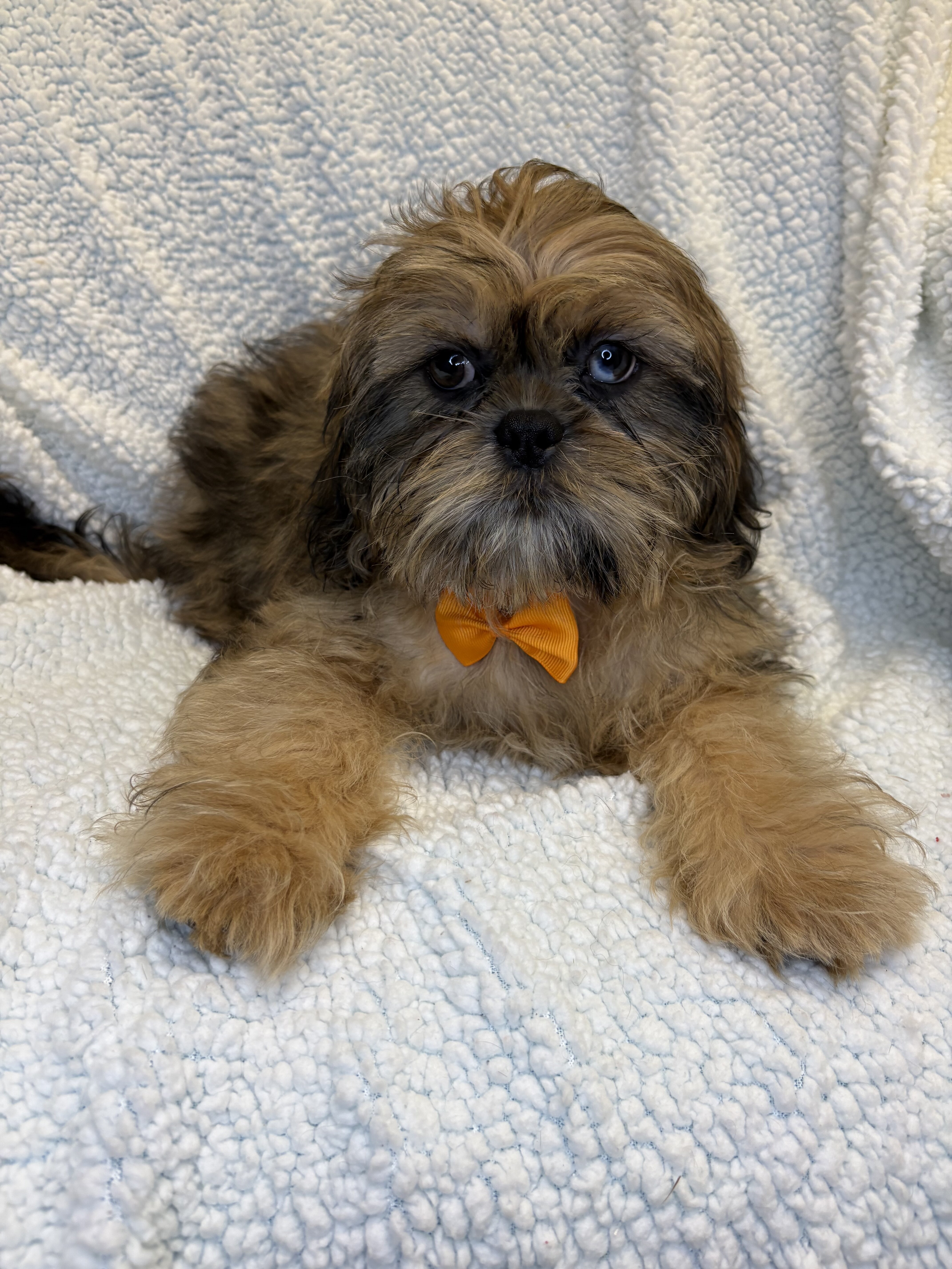 Shihpoo Puppies image 3